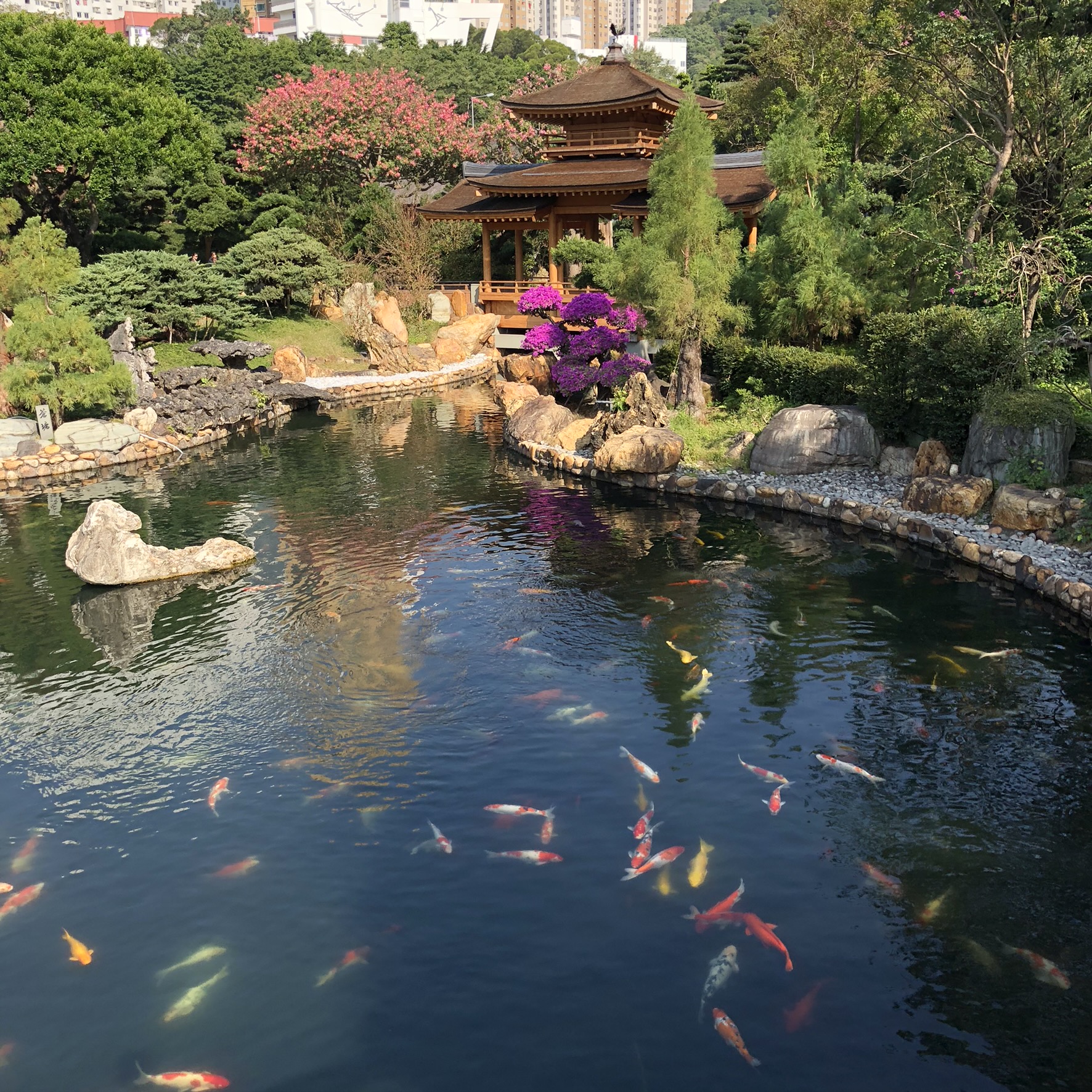 Koi Pond Background