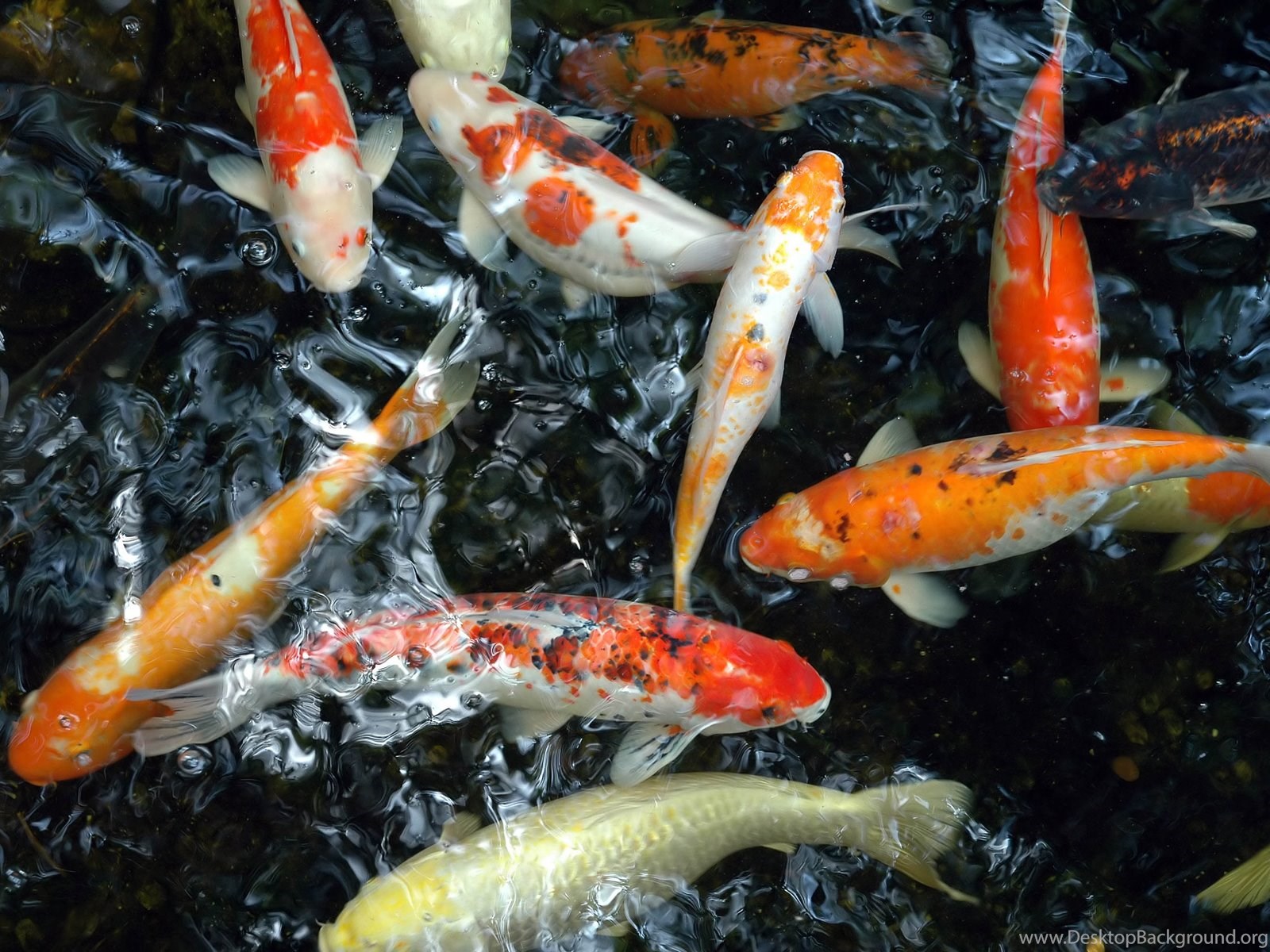 Koi Pond Background