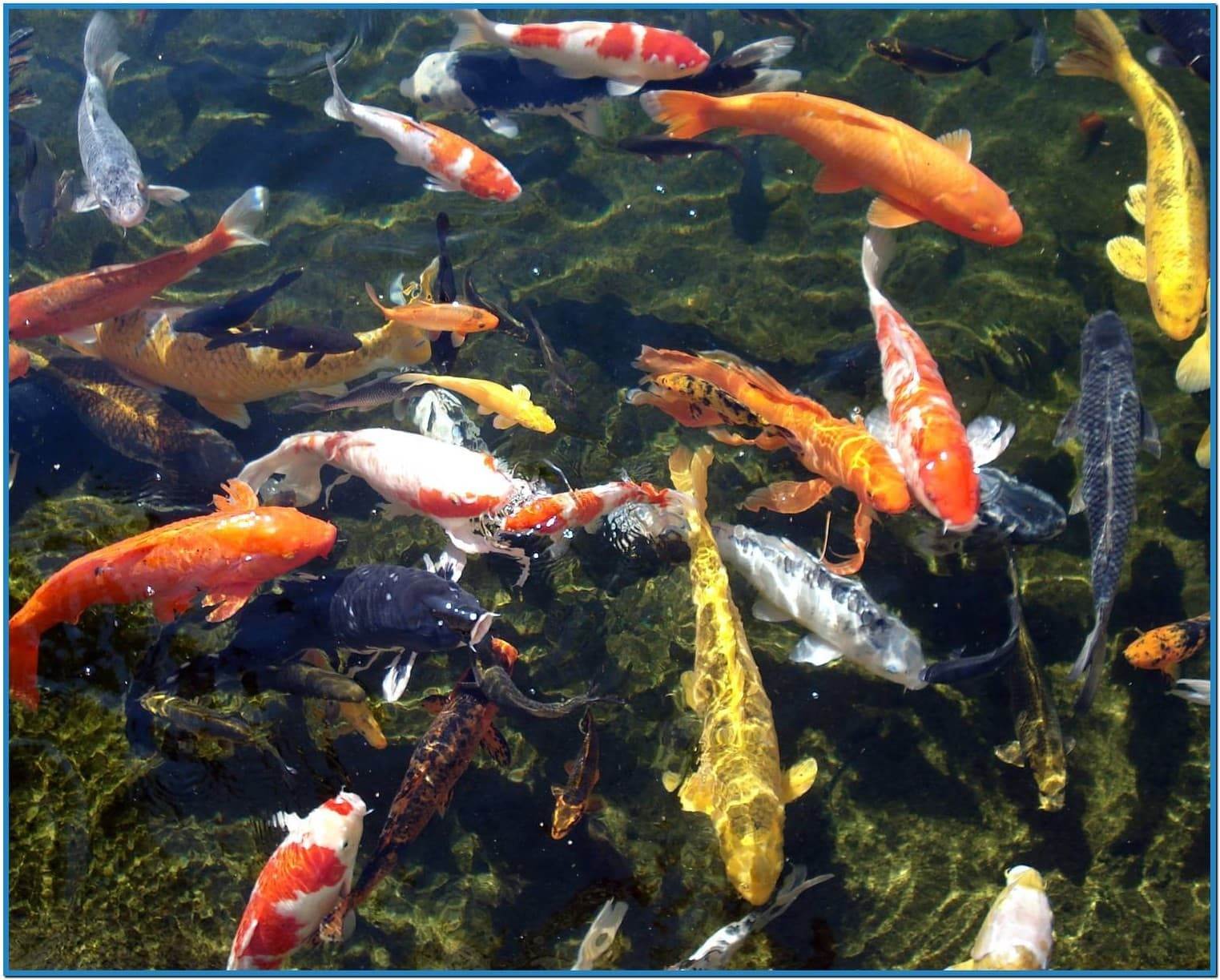 Koi Pond Background