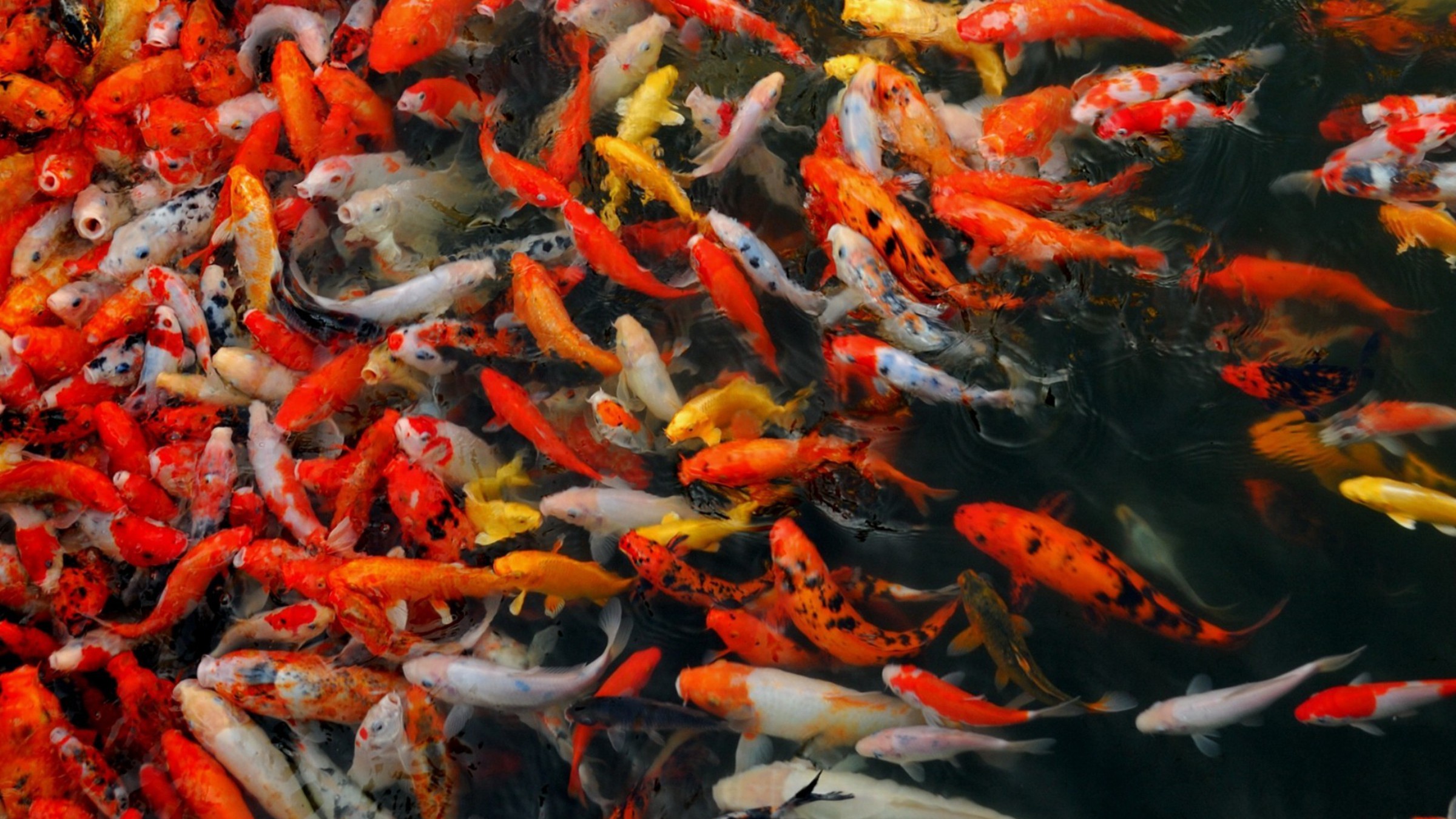 Koi Pond Background