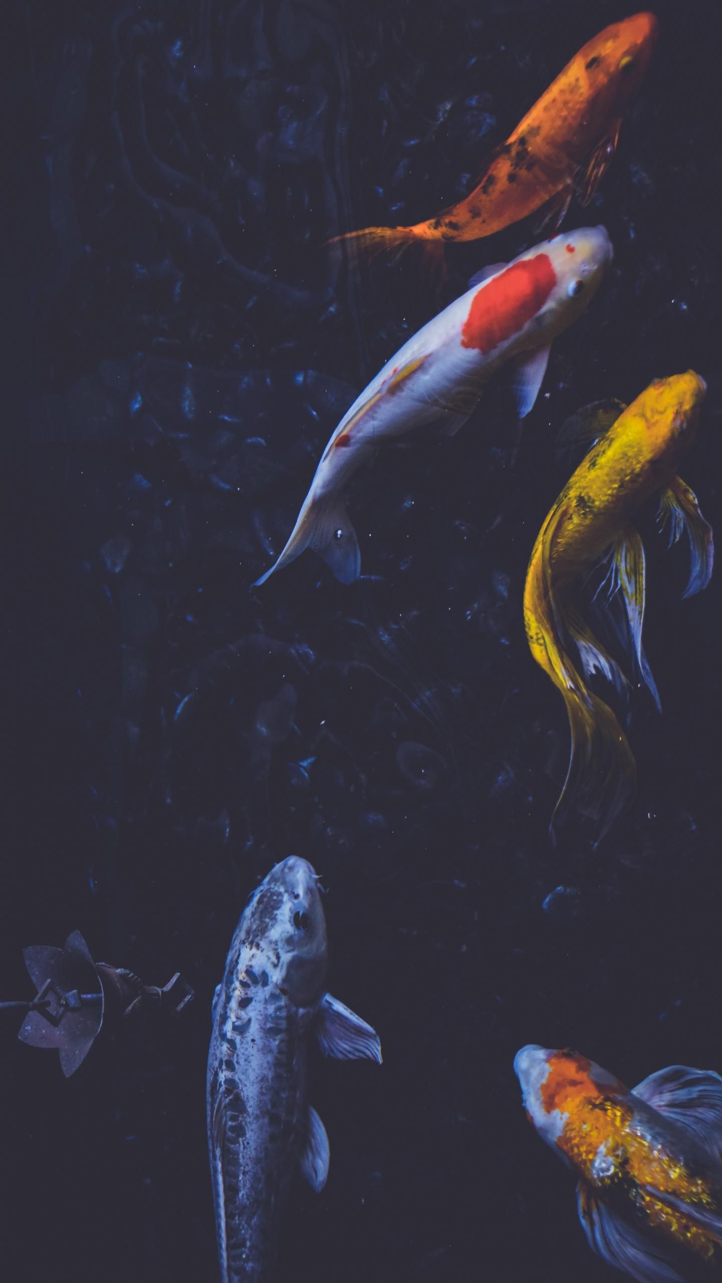 Koi Pond Background