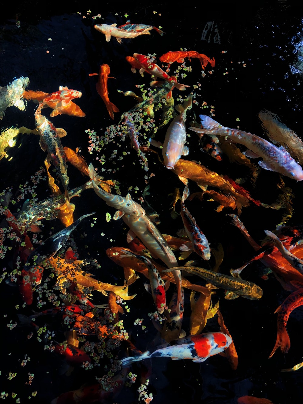 Koi Pond Background