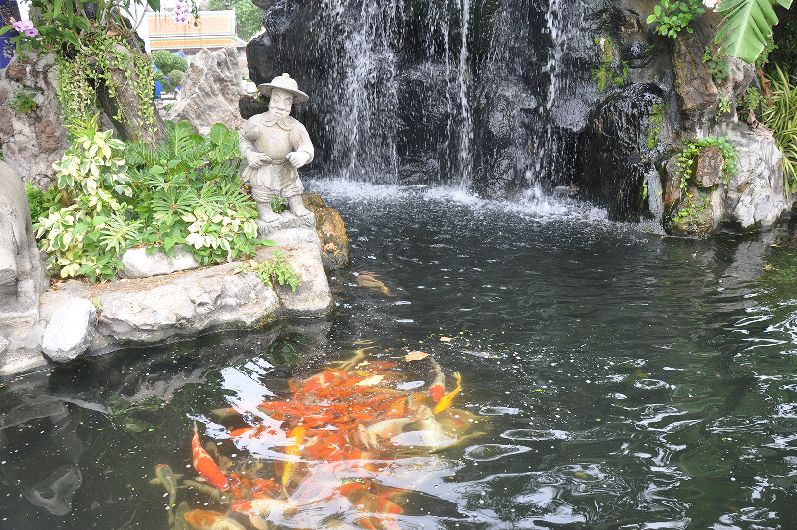 Koi Pond Background