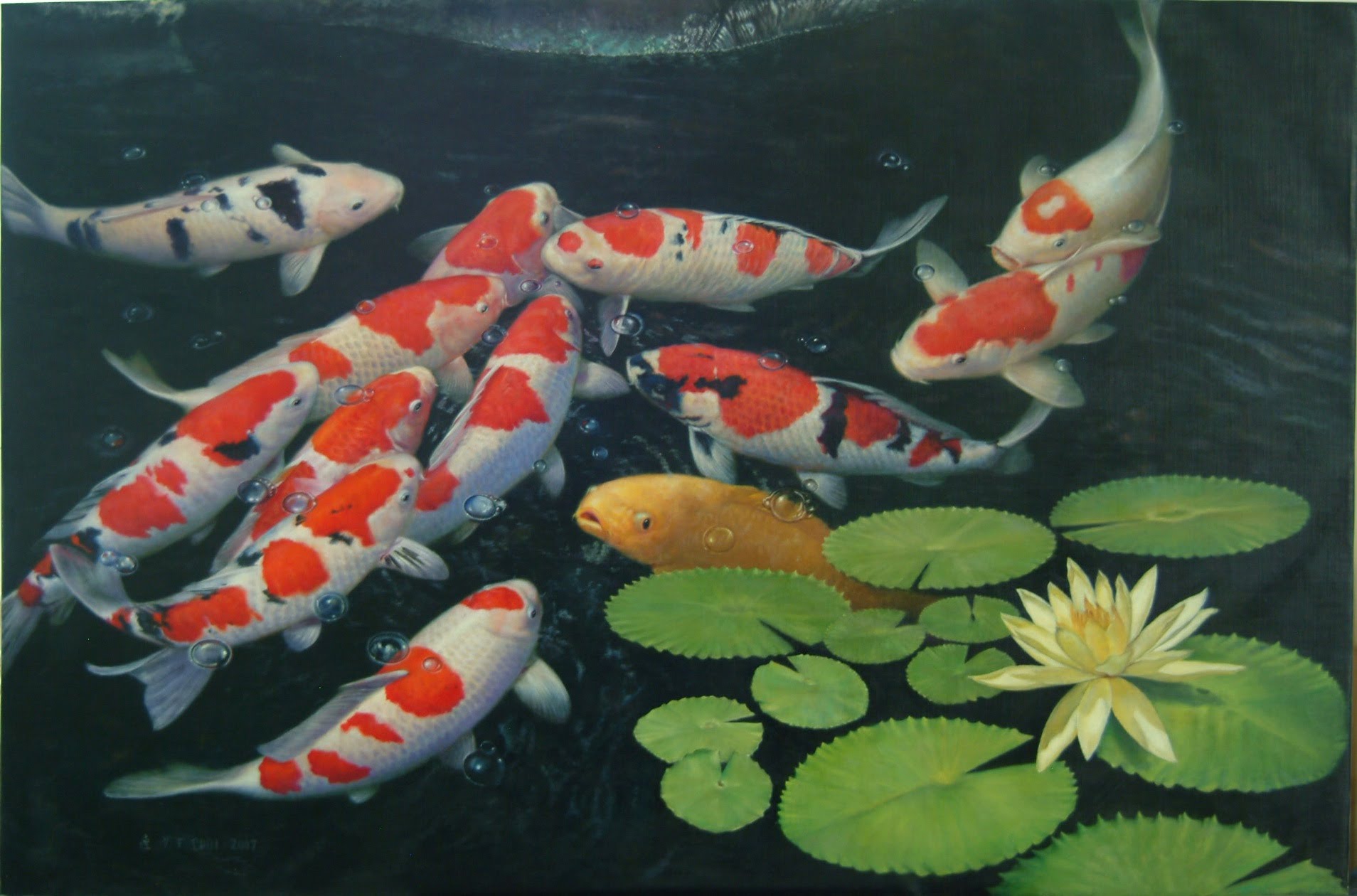 Koi Pond Background