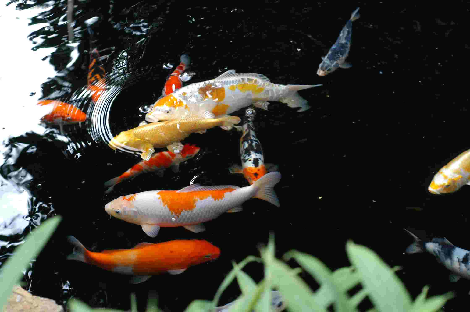 Koi Pond Background