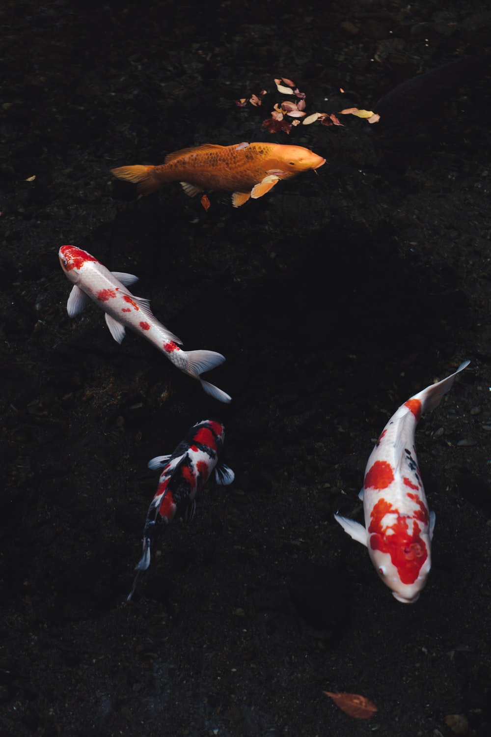 Koi Pond Background