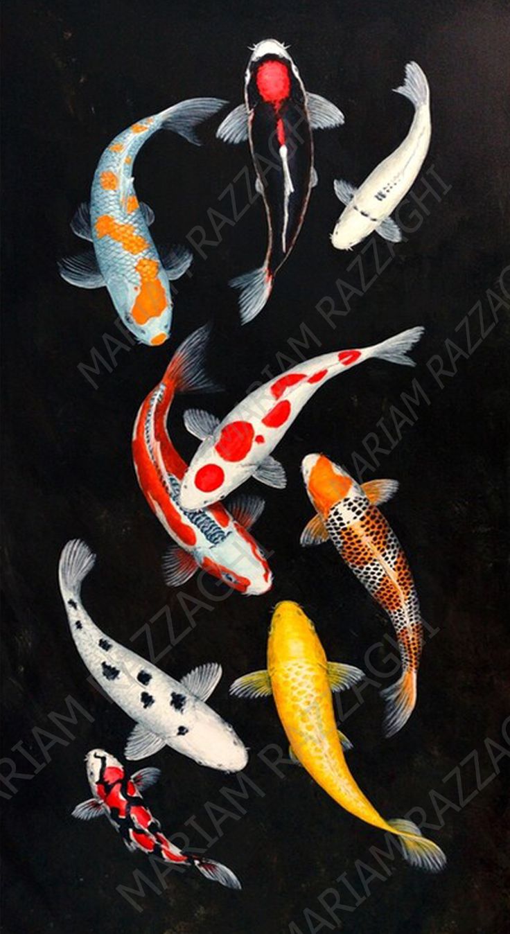 Koi Pond Background