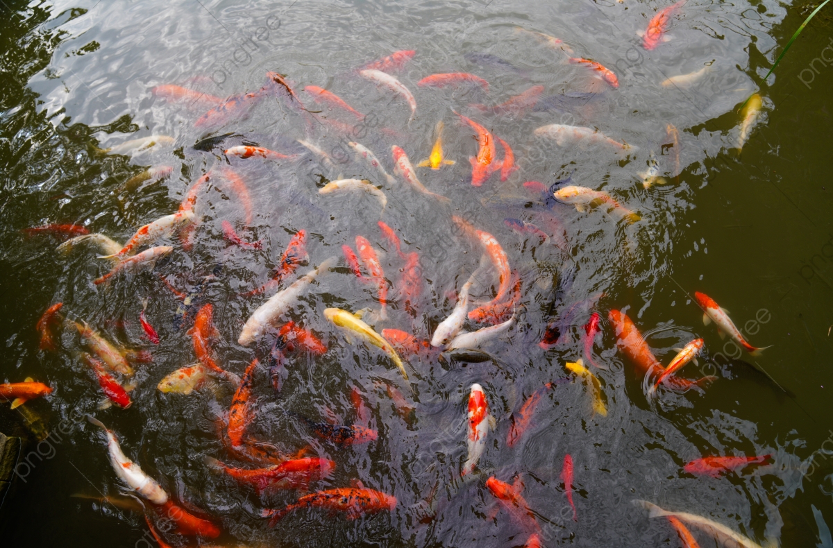 Koi Pond Background