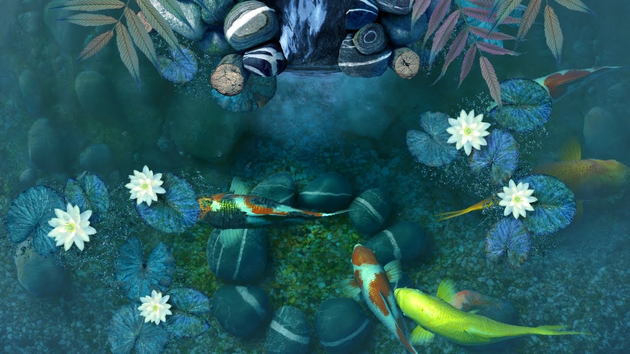 Koi Pond Background