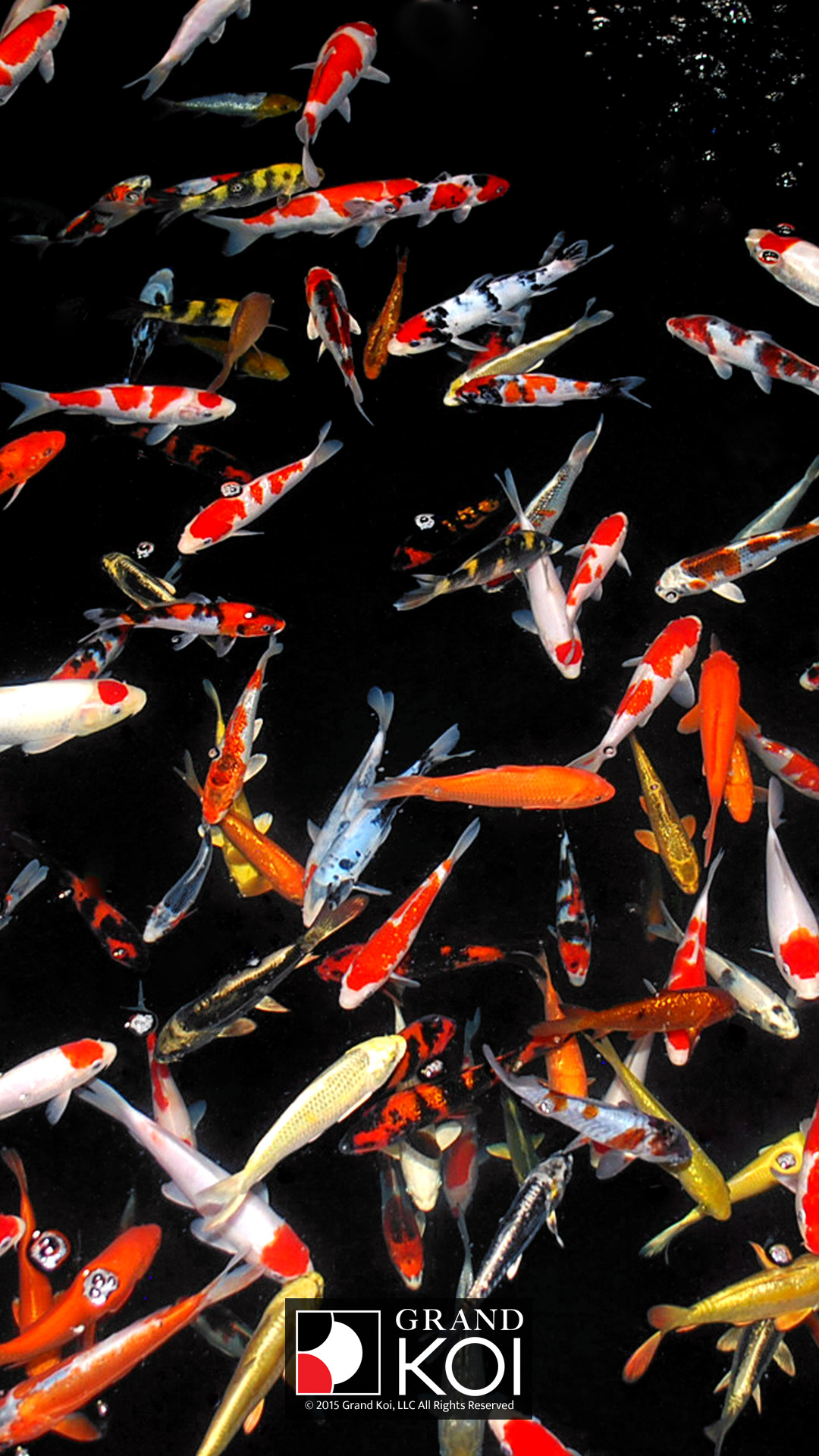 Koi Wallpapers