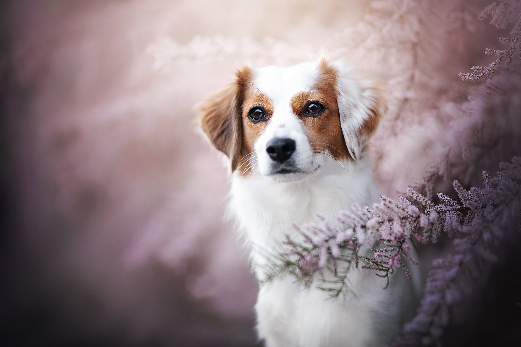 Kooikerhondje Wallpapers