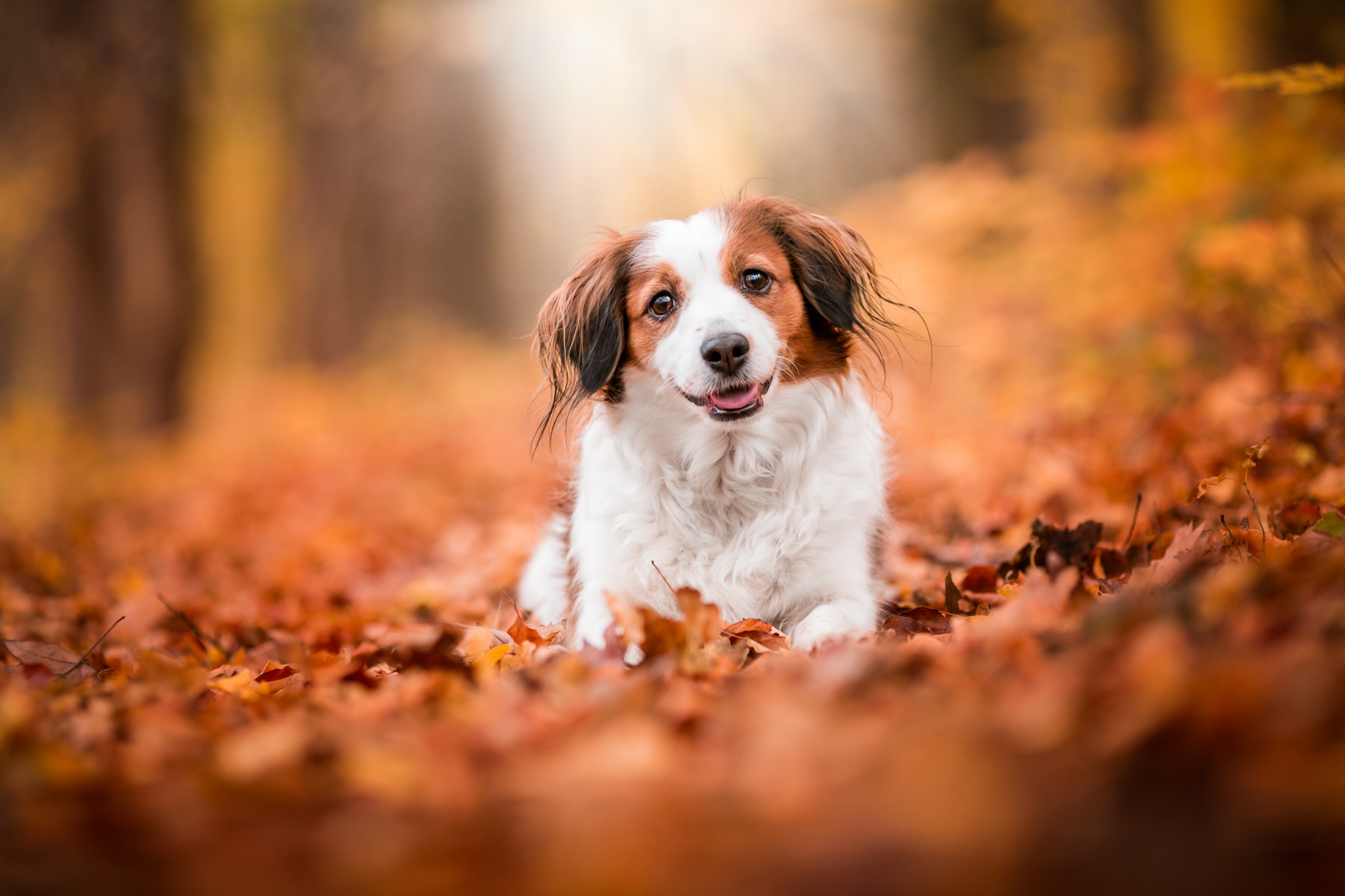 Kooikerhondje Wallpapers