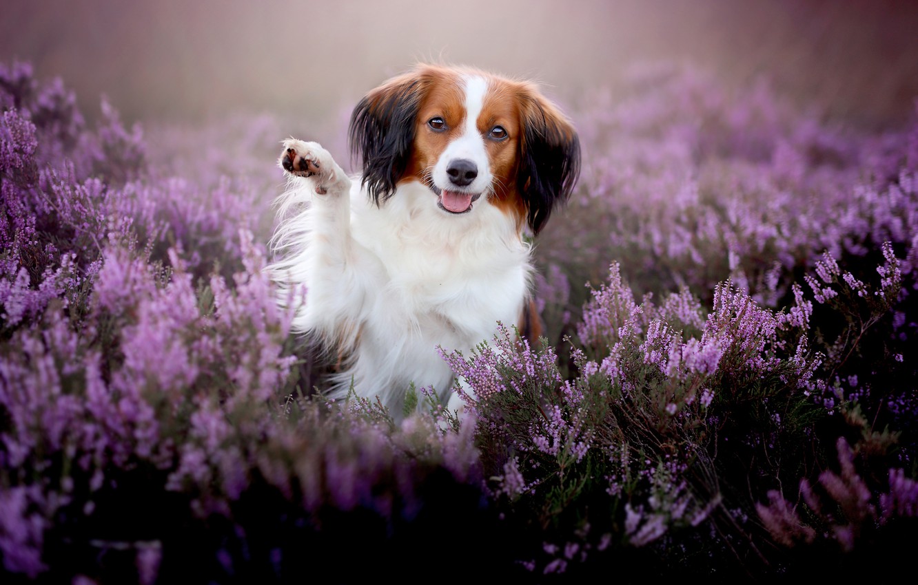 Kooikerhondje Wallpapers