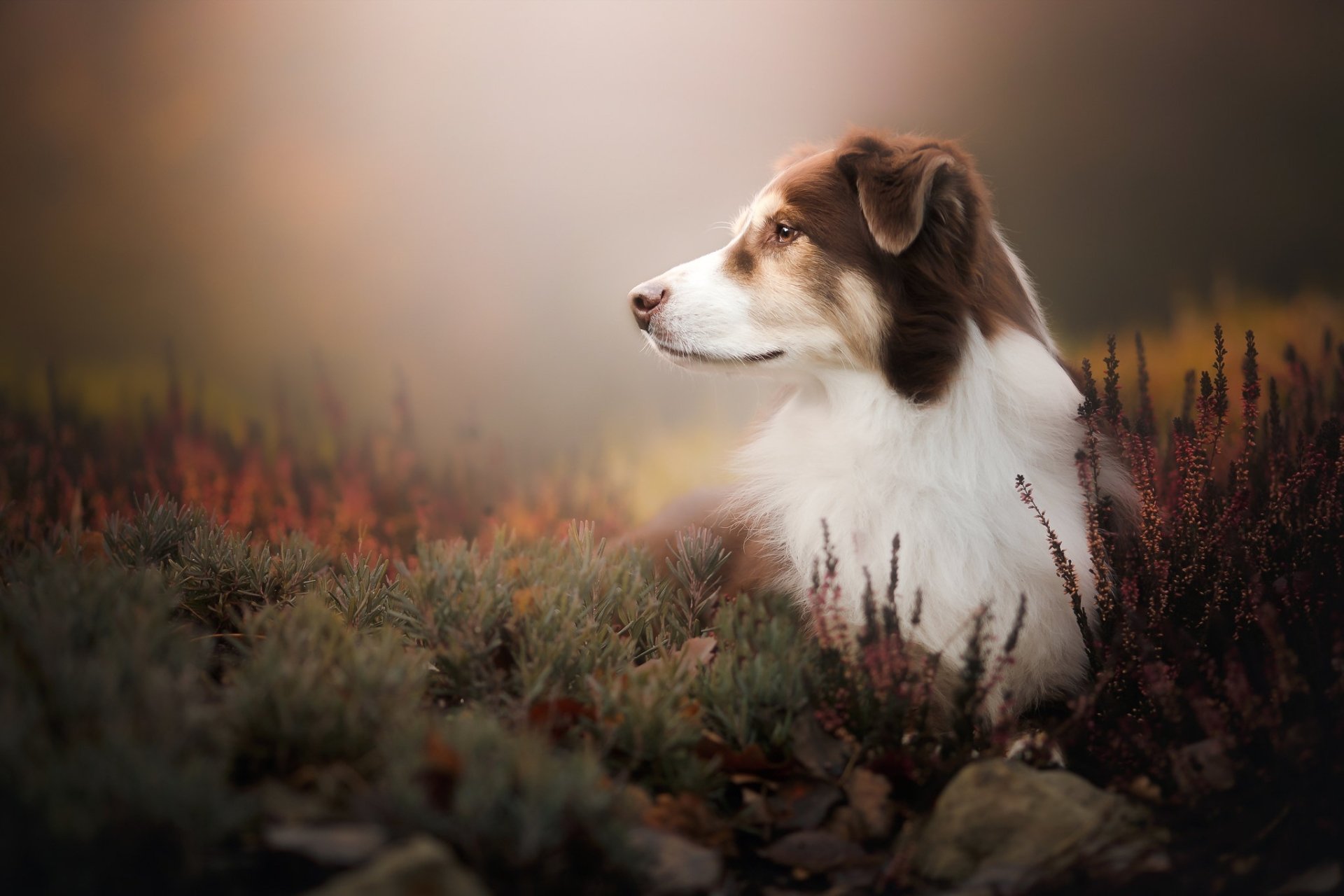 Kooikerhondje Wallpapers