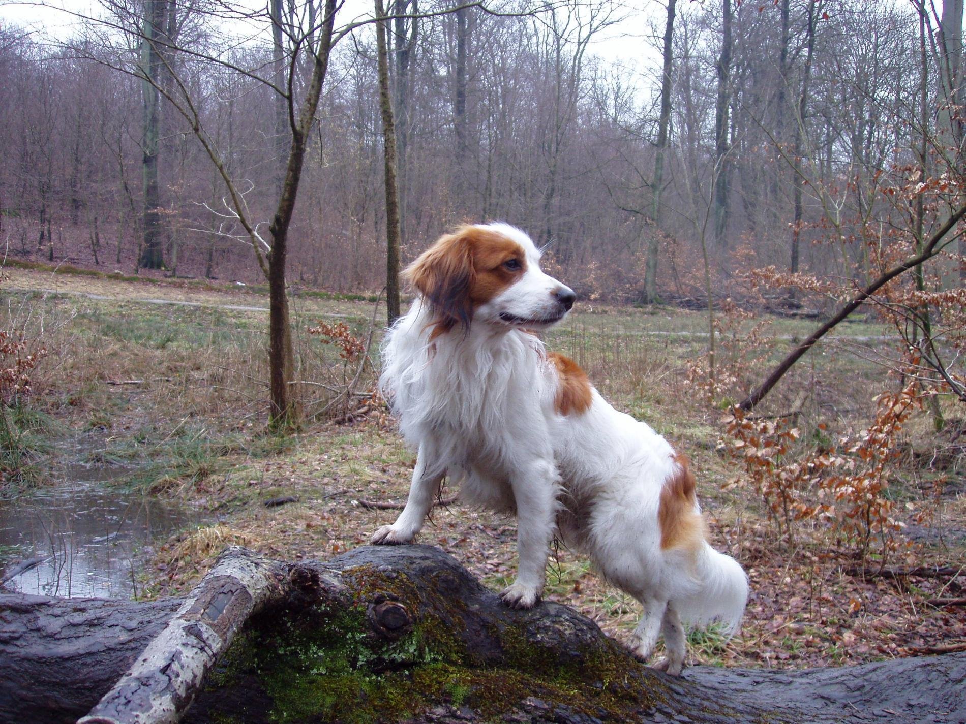 Kooikerhondje Wallpapers