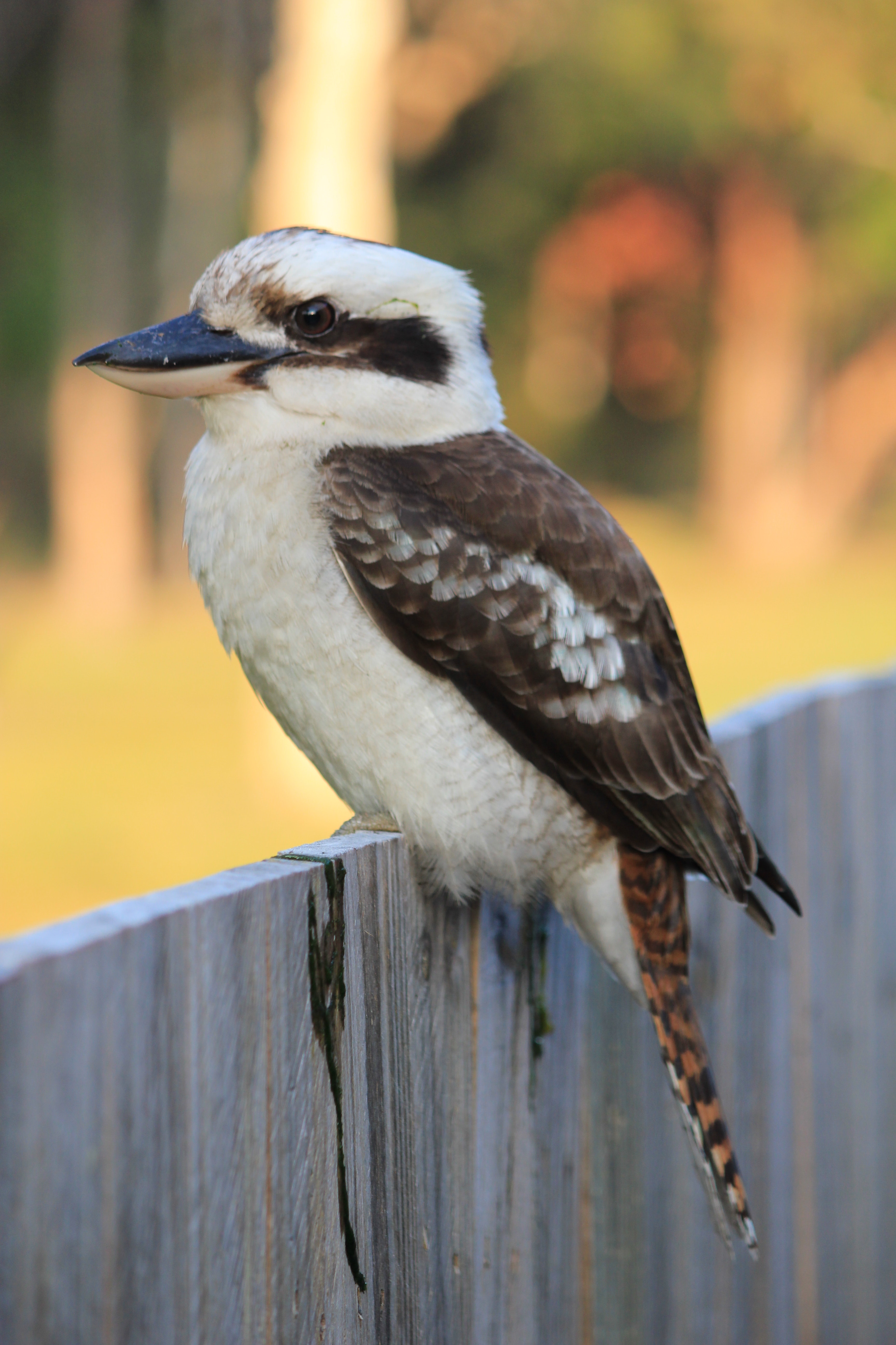 Kookaburra Wallpapers