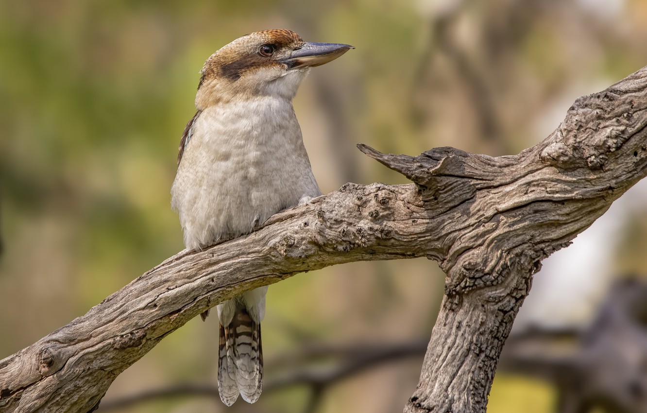 Kookaburra Wallpapers