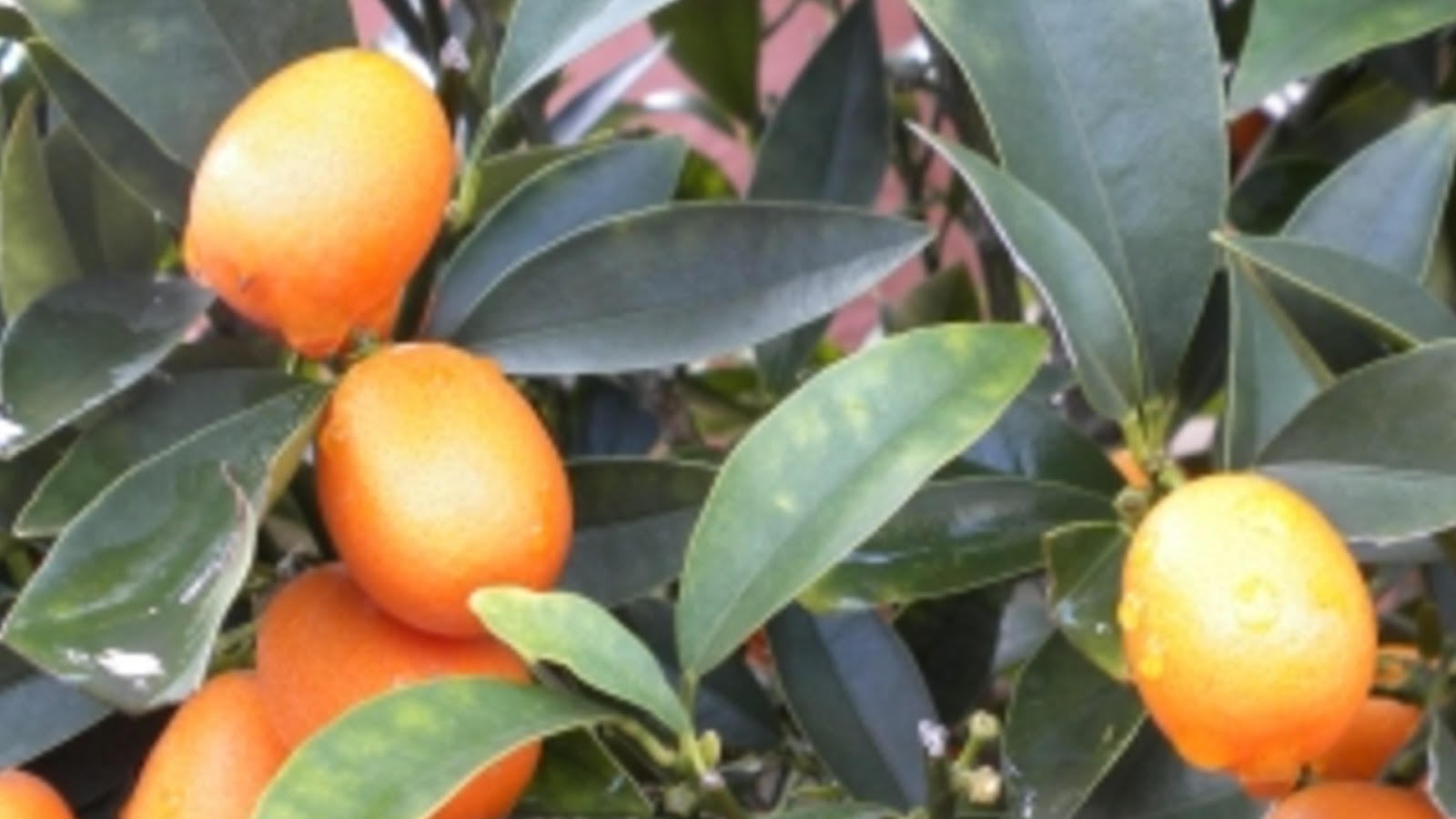 Kumquat Wallpapers