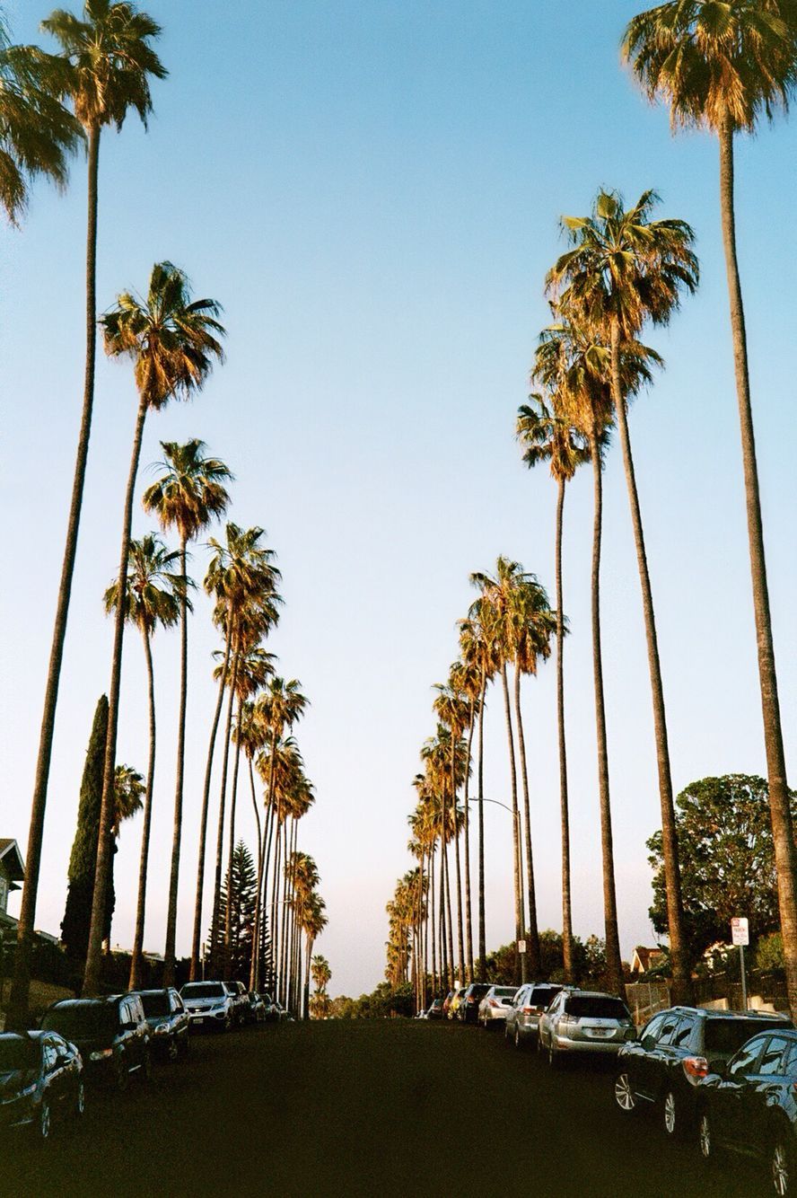 La Palm Trees Wallpapers