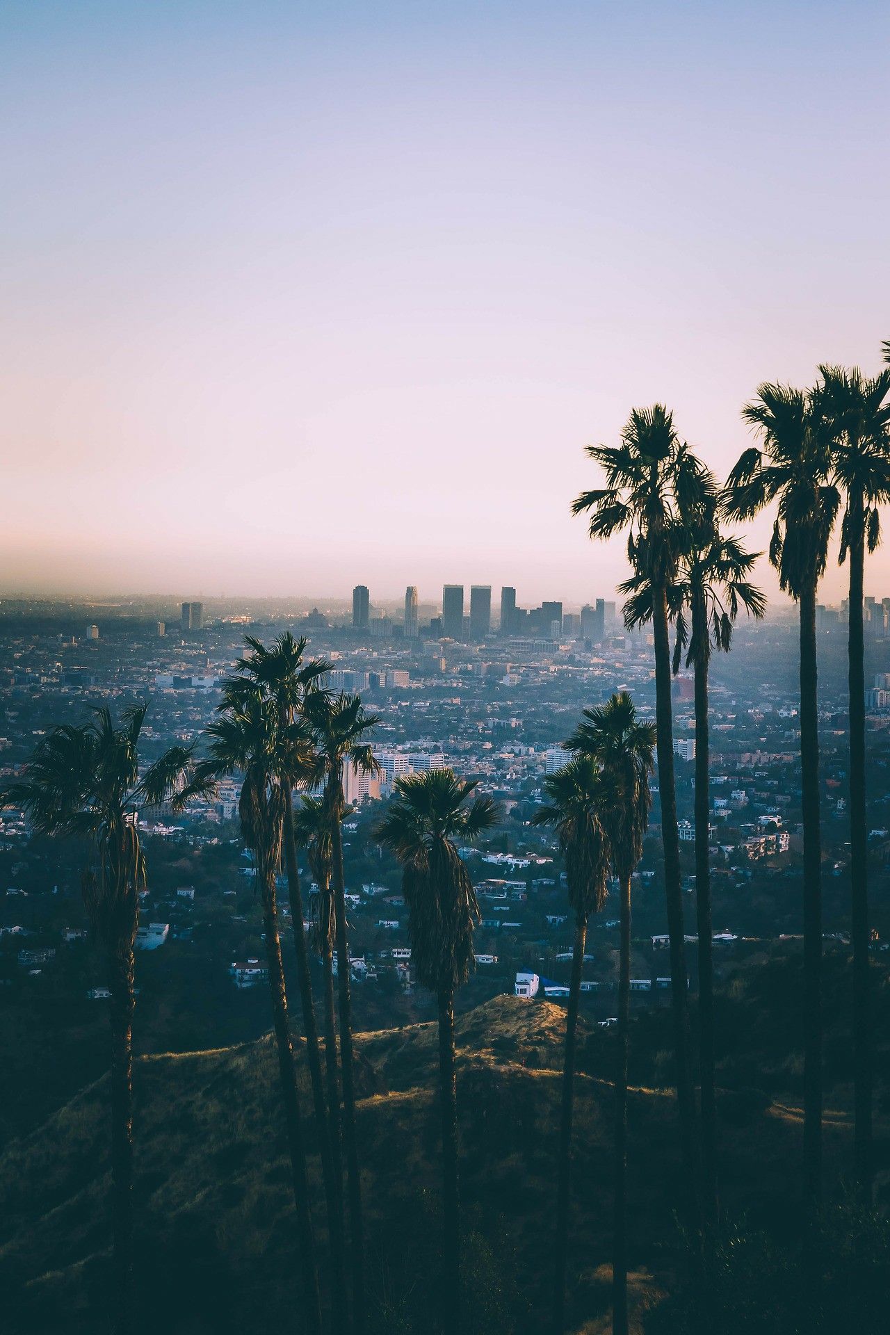 La Palm Trees Wallpapers