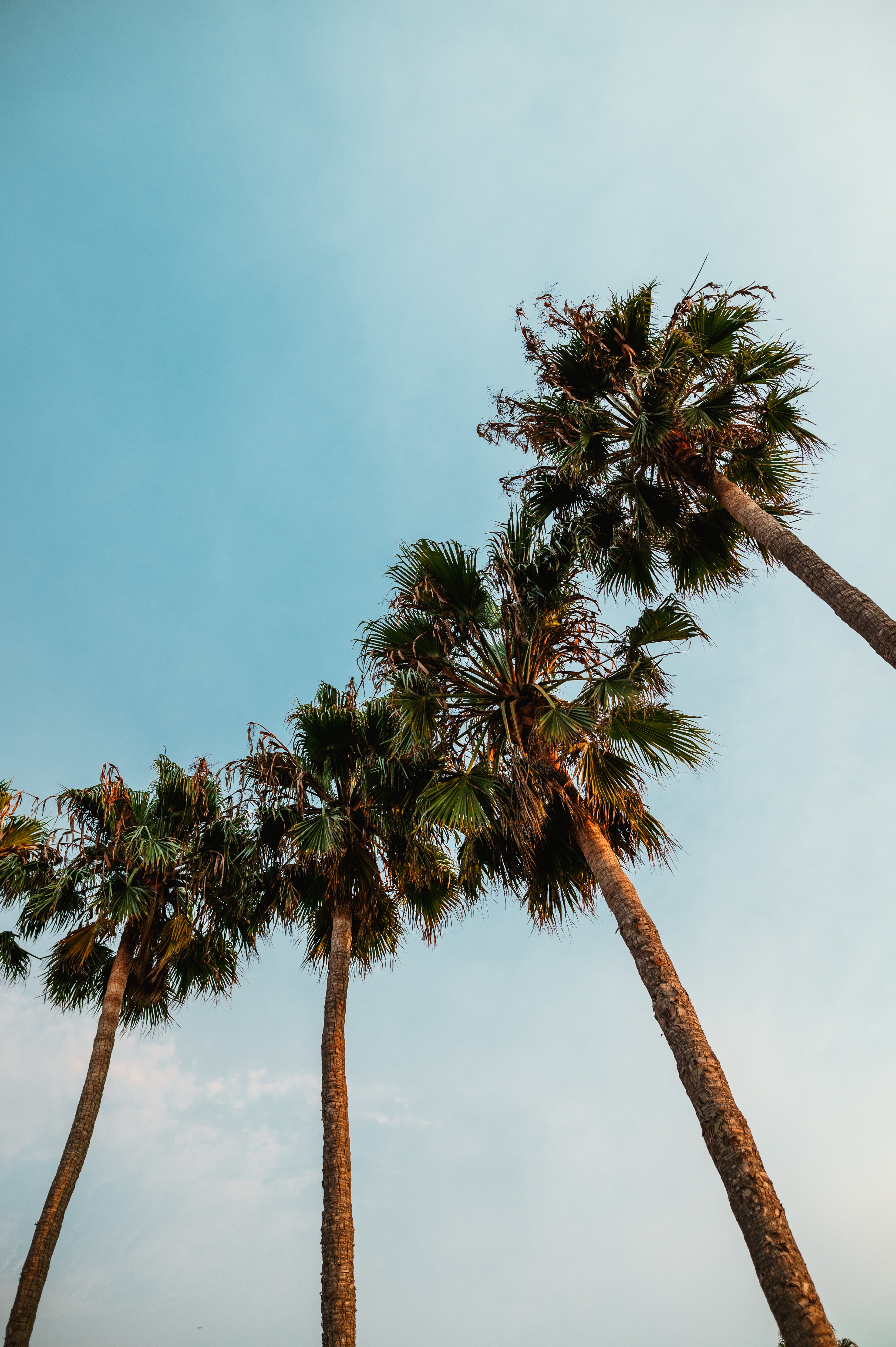 La Palm Trees Wallpapers