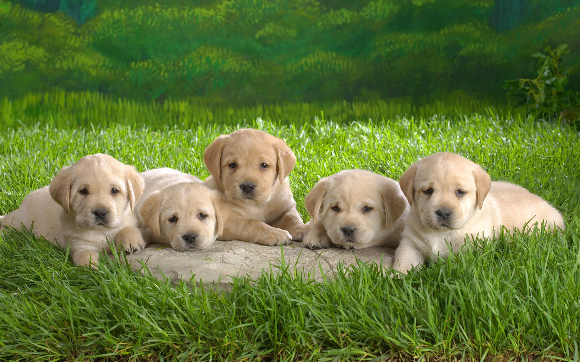 Lab Puppies Wallpapers