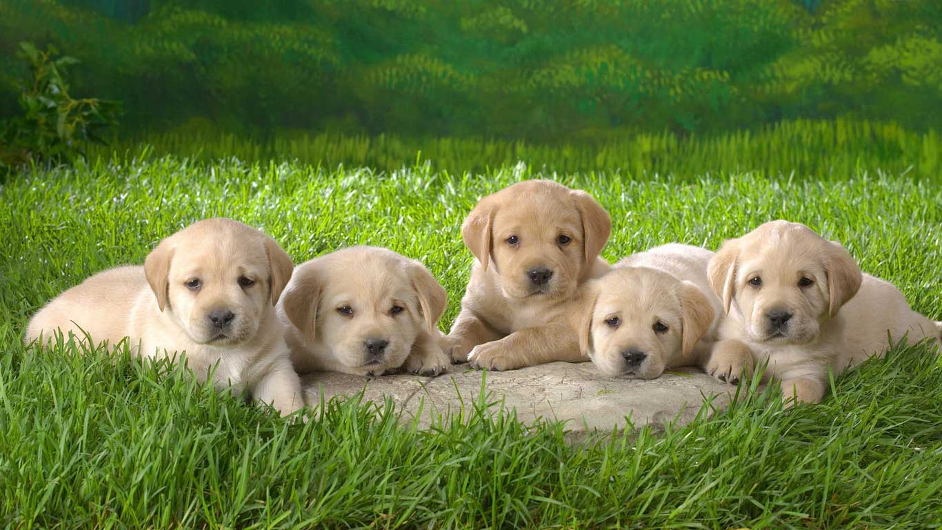 Lab Puppies Wallpapers