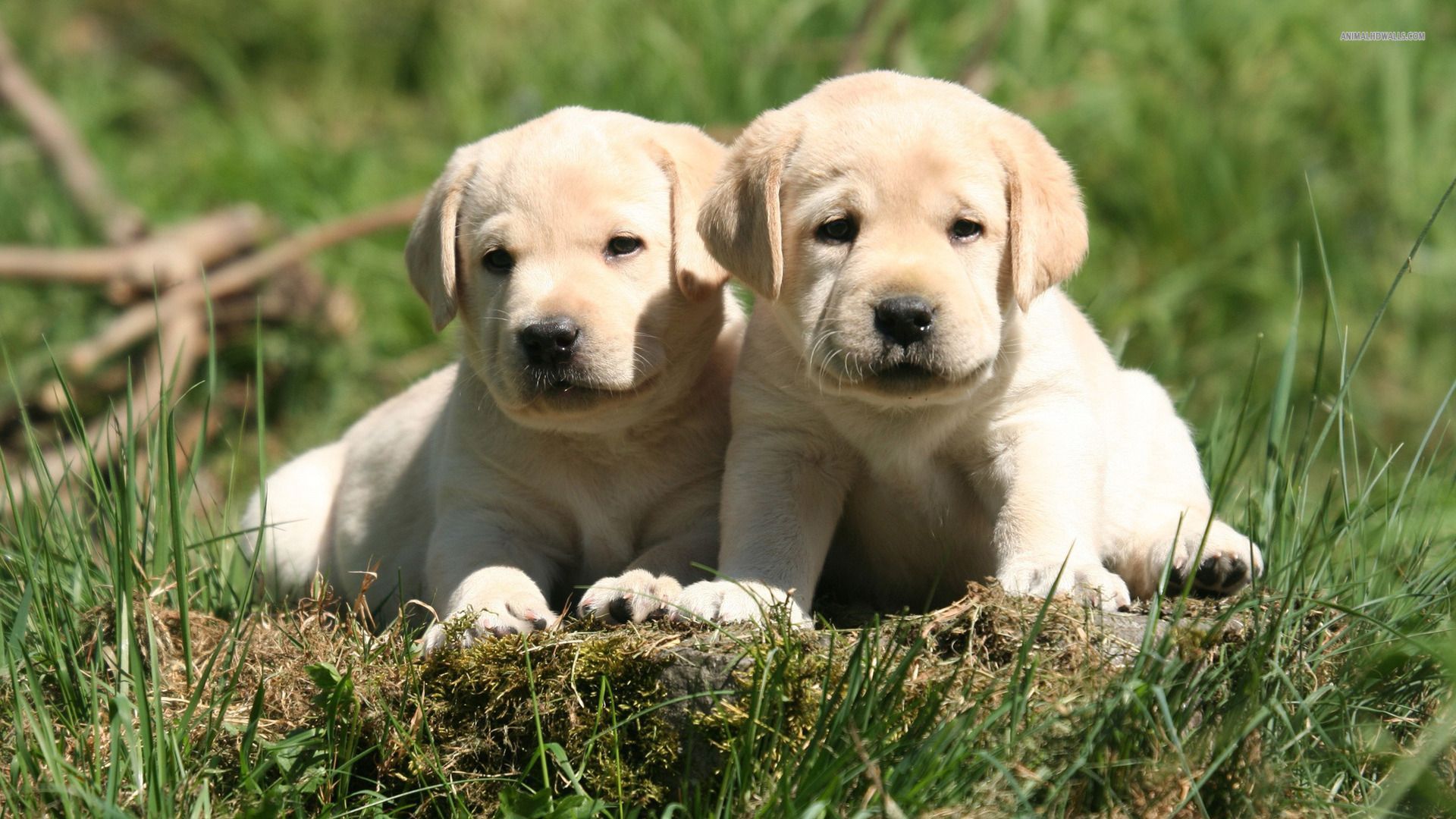 Lab Puppies Wallpapers