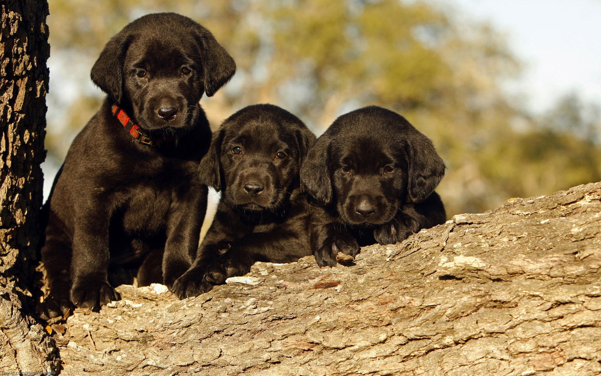 Lab Puppies Wallpapers