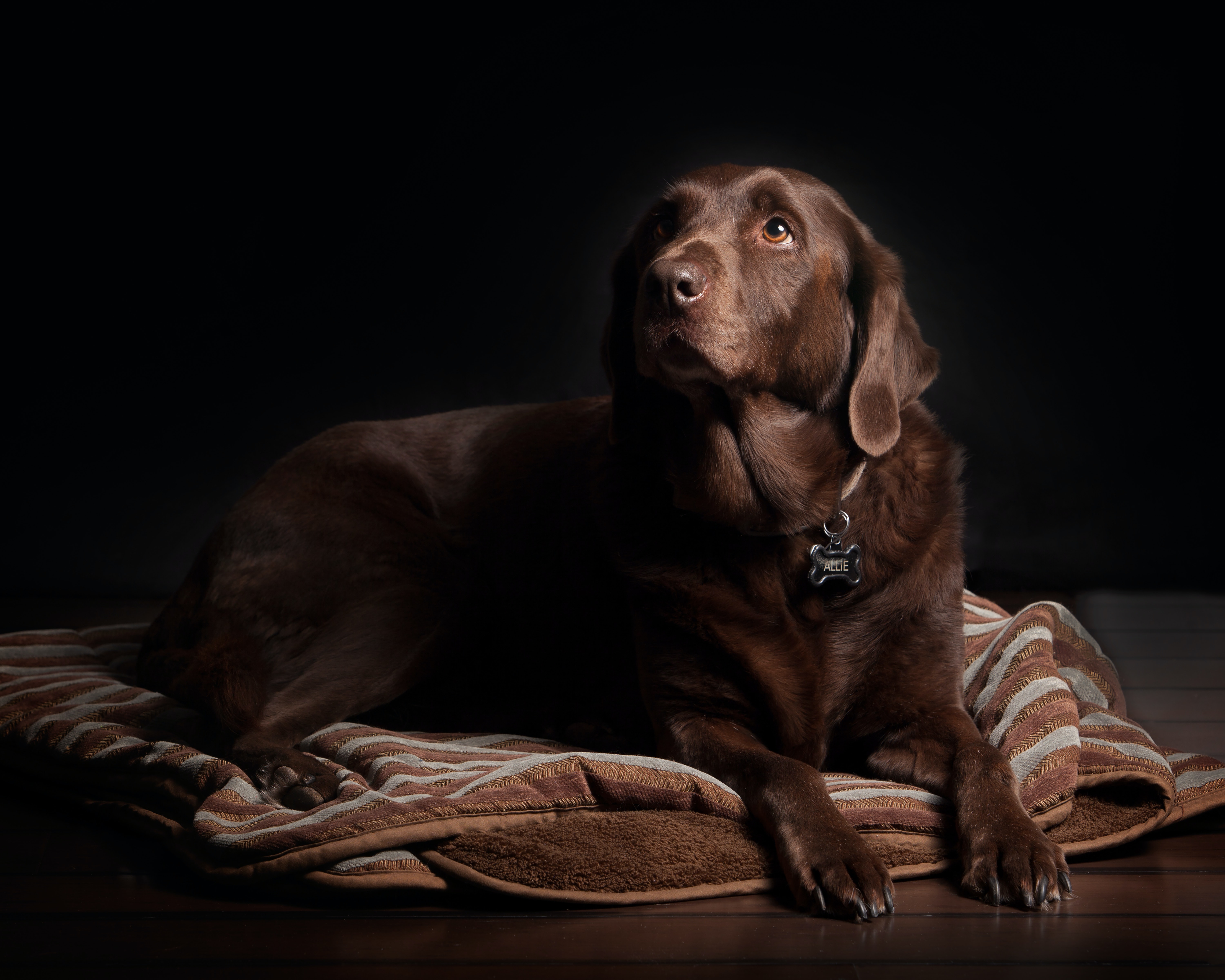 Labrador Backgrounds