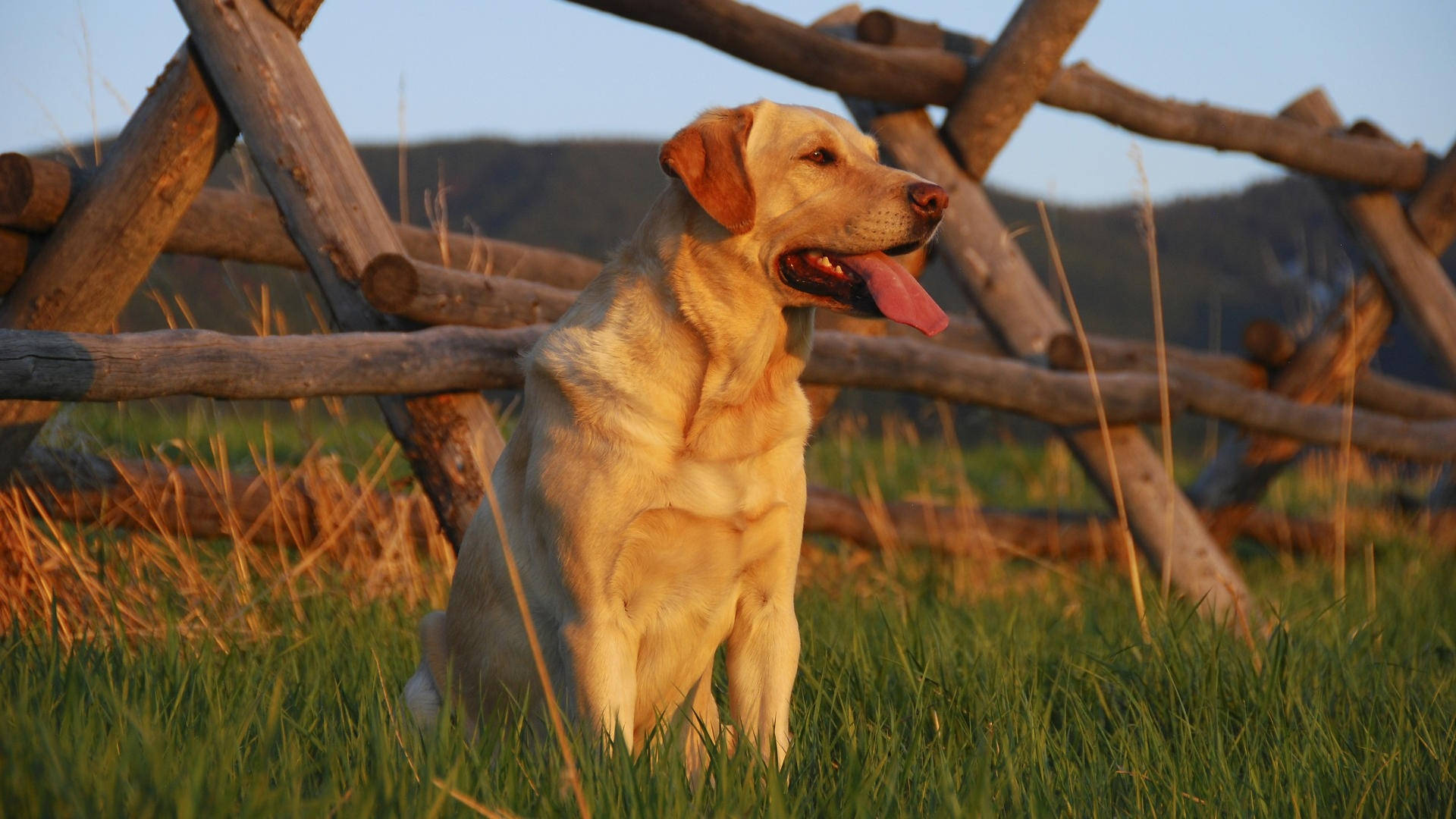 Labrador Backgrounds