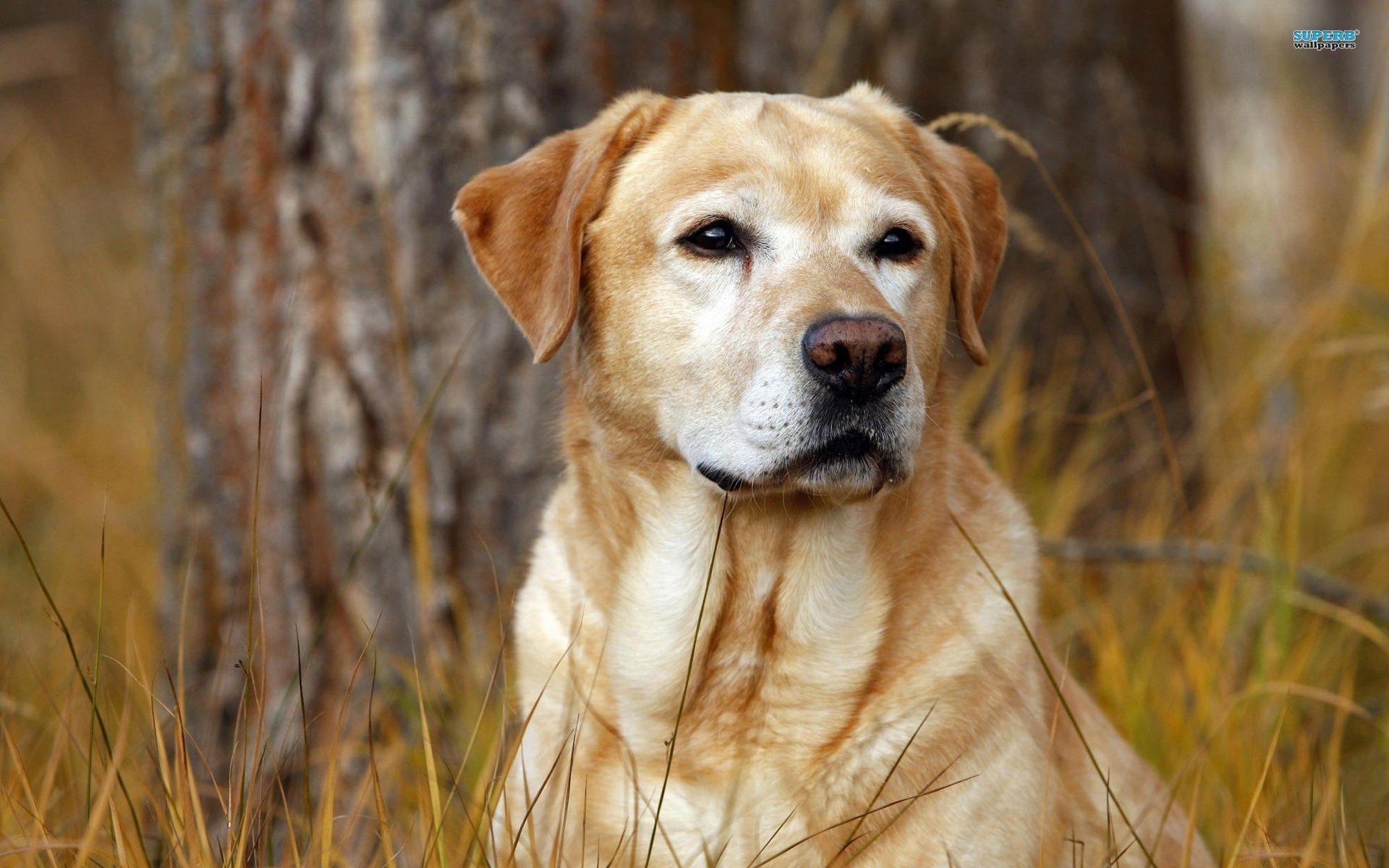 Labrador Backgrounds