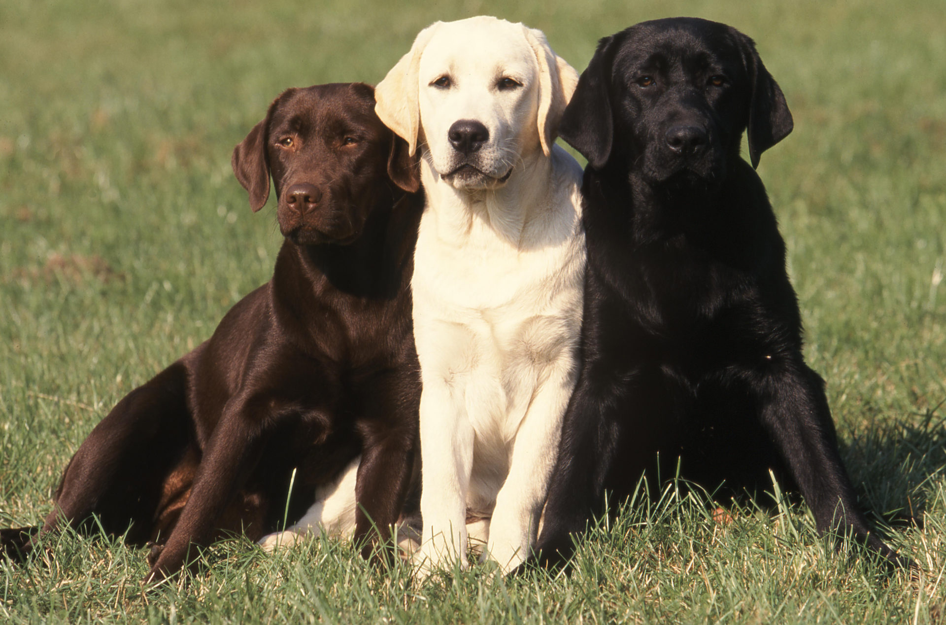 Labrador Backgrounds