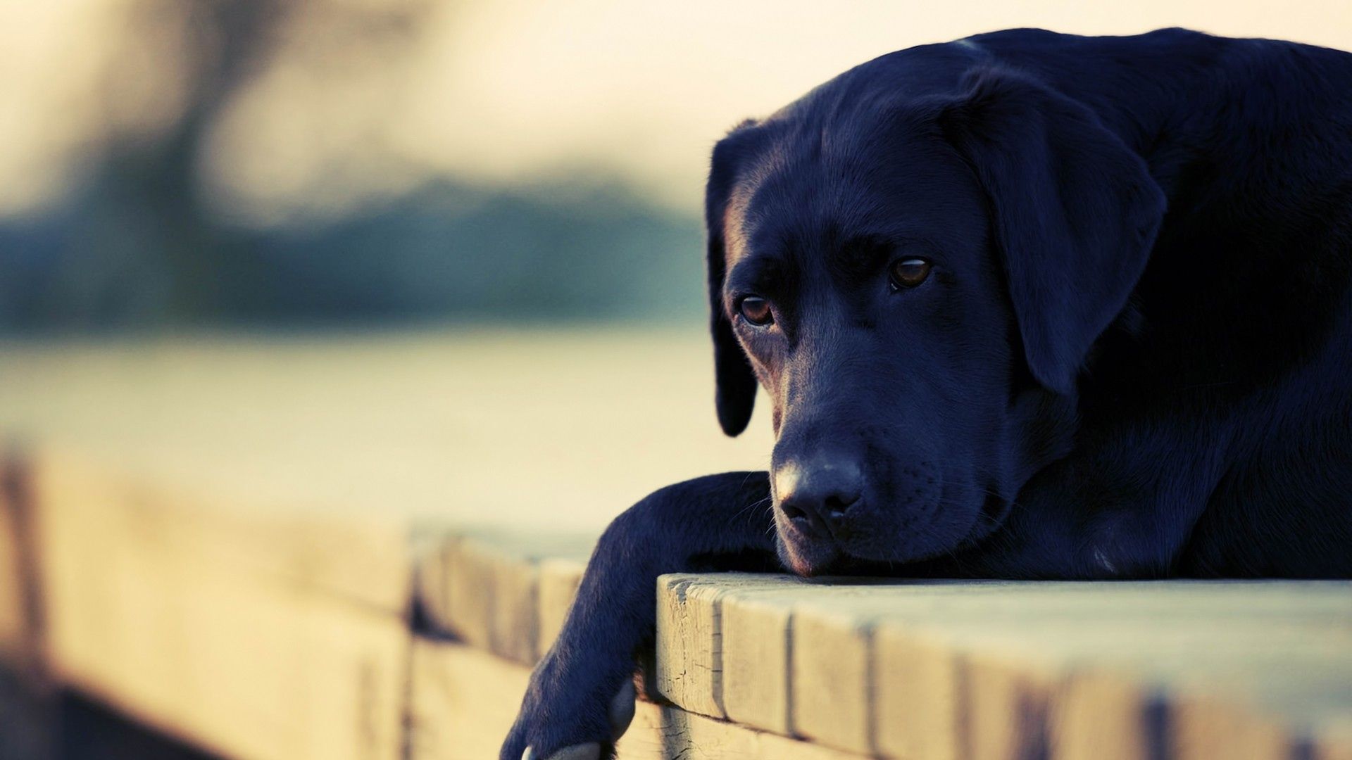 Labrador Backgrounds