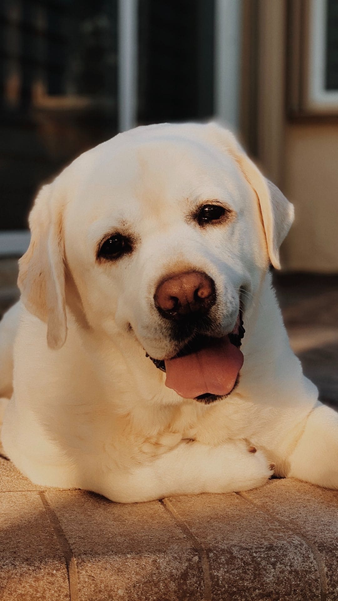 Labrador Backgrounds