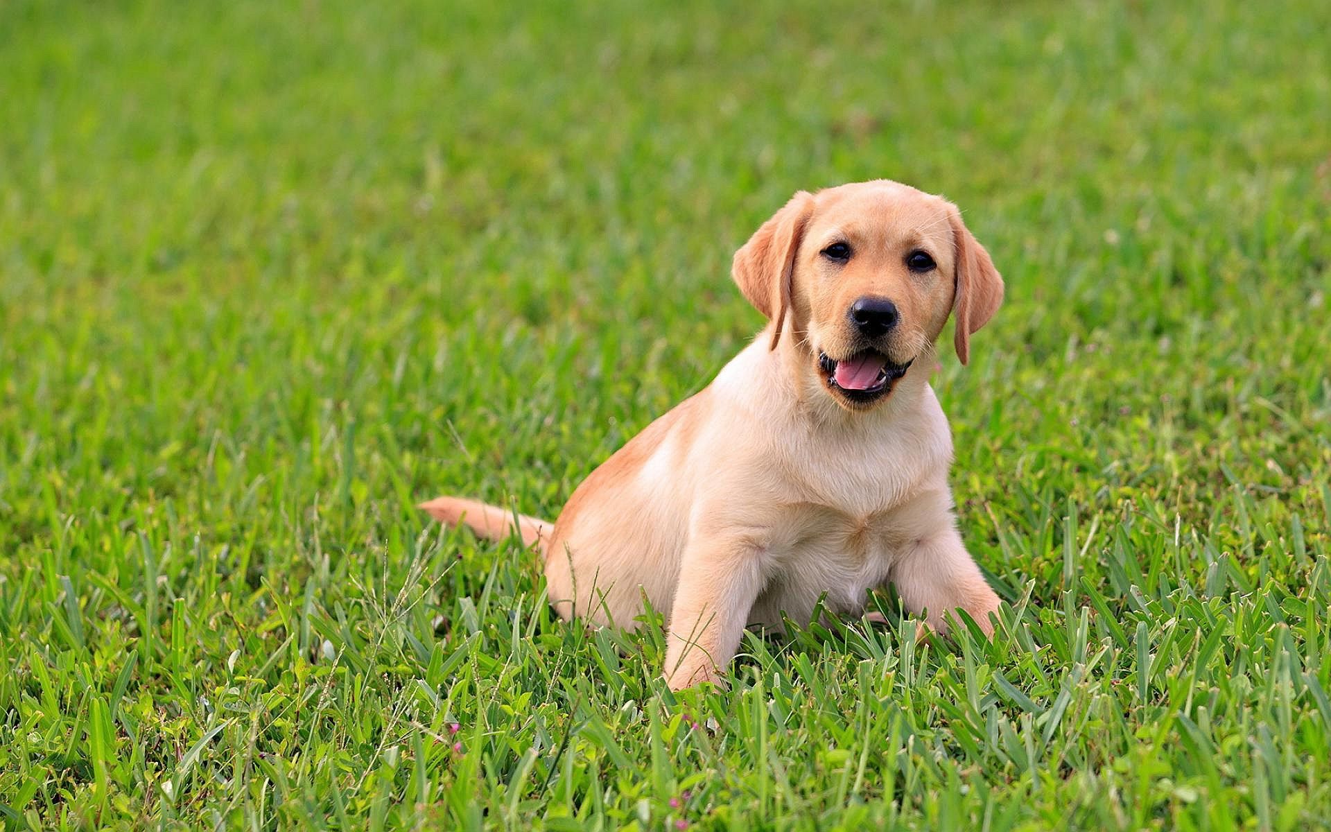 Labrador Backgrounds