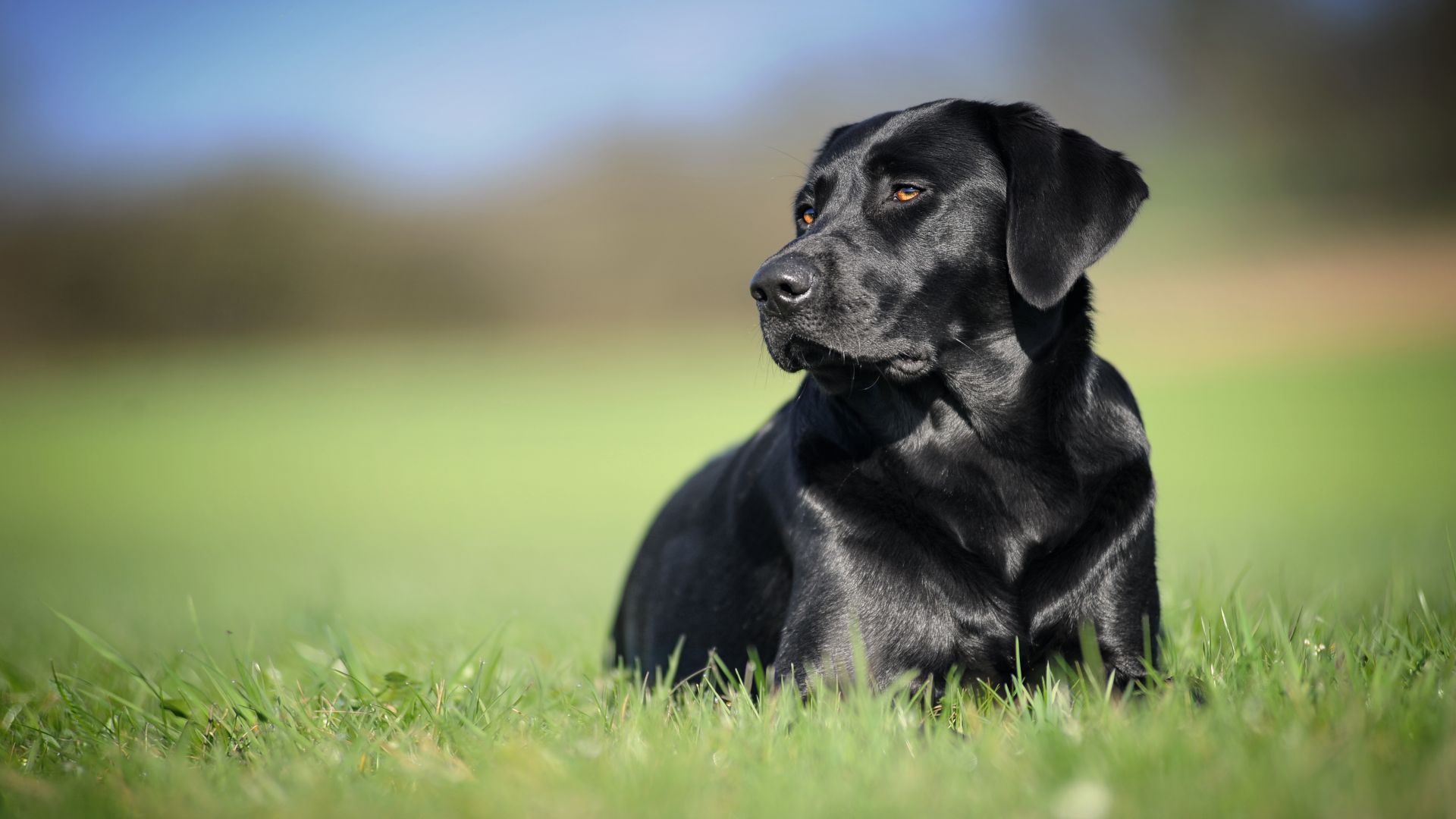 Labrador Wallpapers