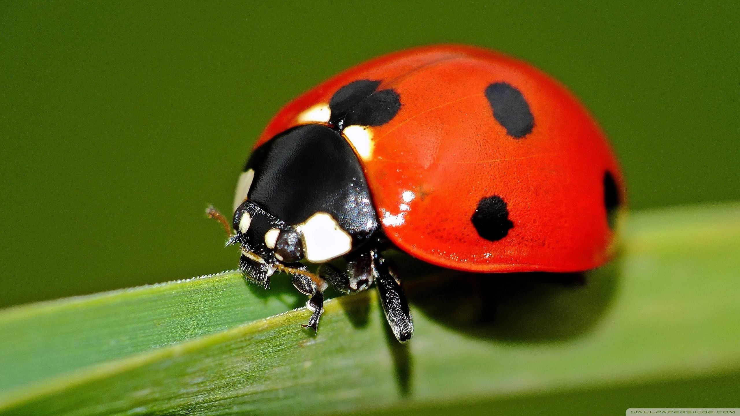 Lady Beetle Wallpapers