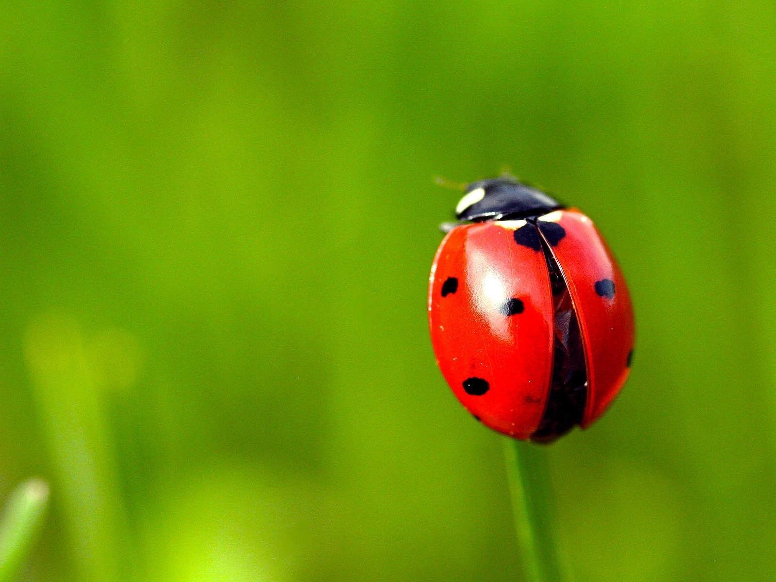 Lady Beetle Wallpapers