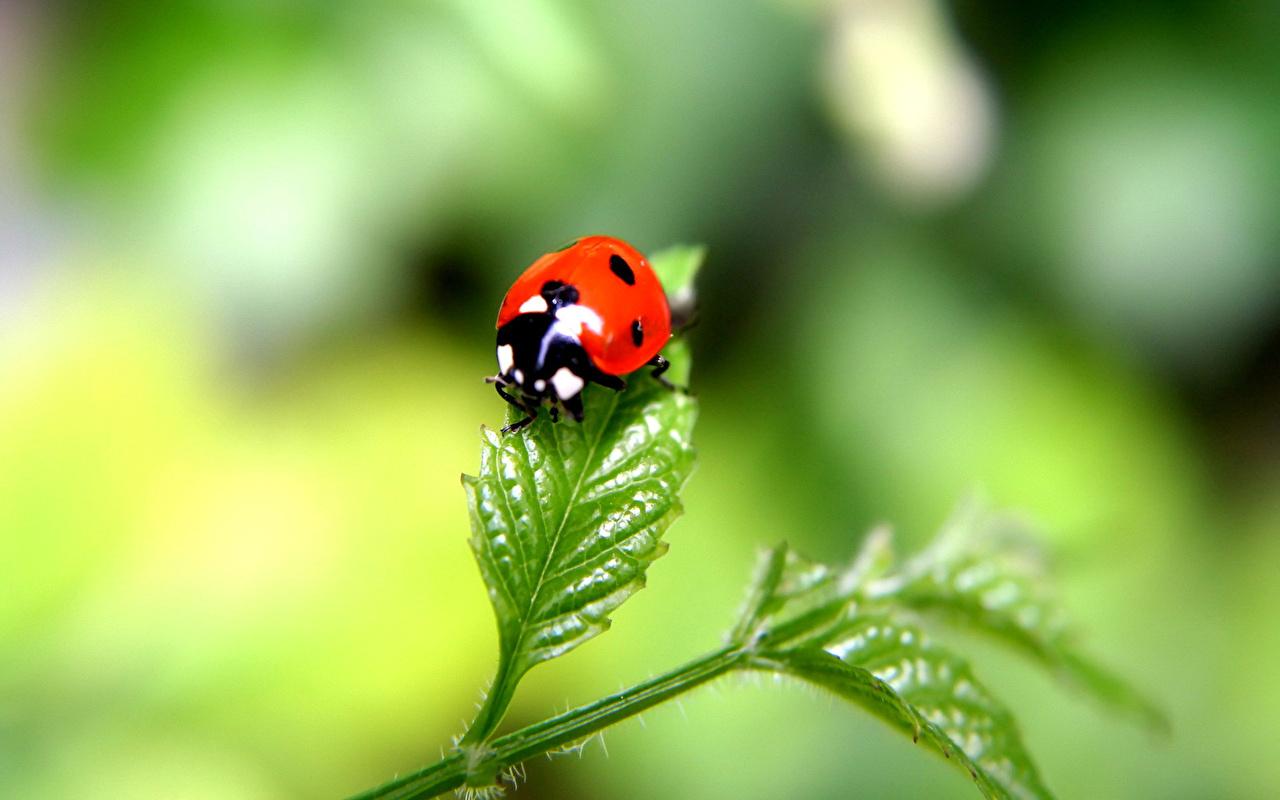 Lady Beetle Wallpapers