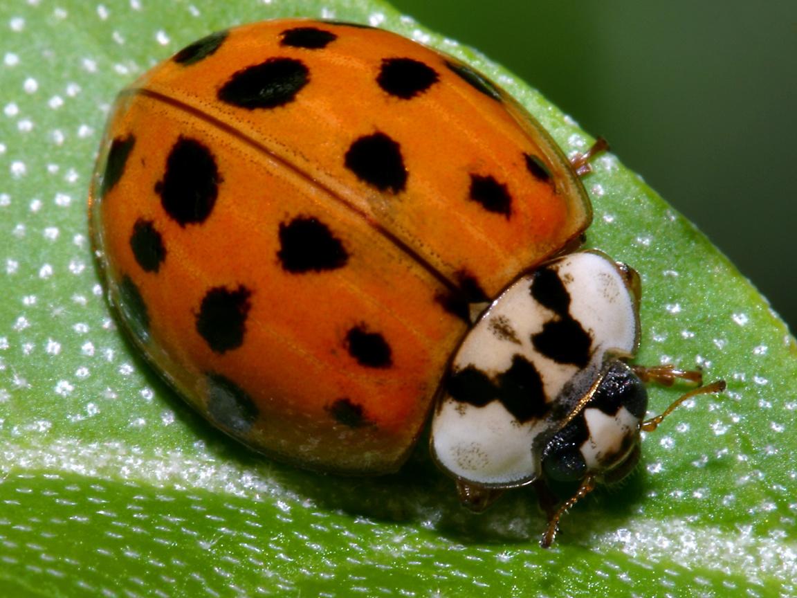 Lady Beetle Wallpapers