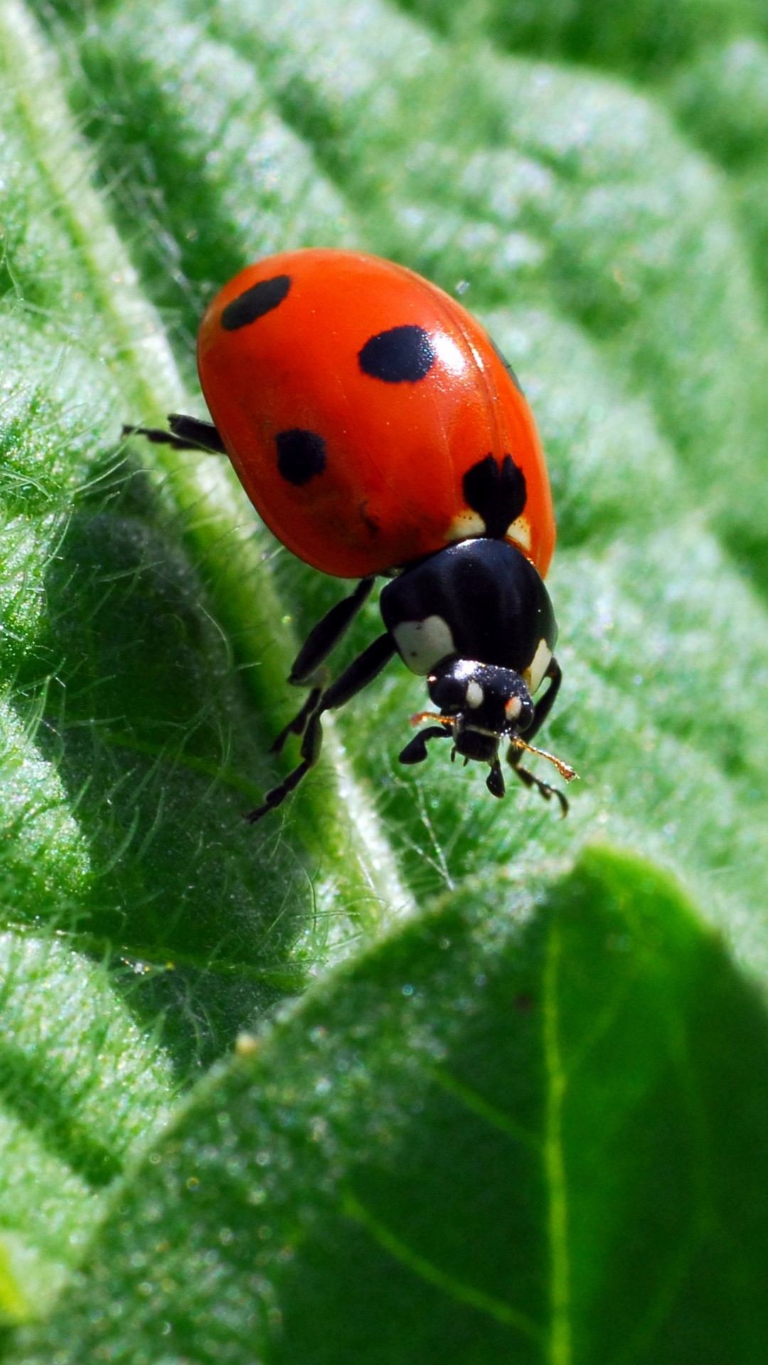 Lady Beetle Wallpapers