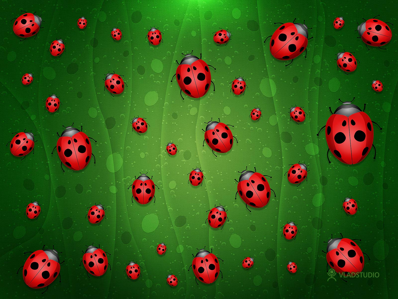 Ladybug Free Wallpapers