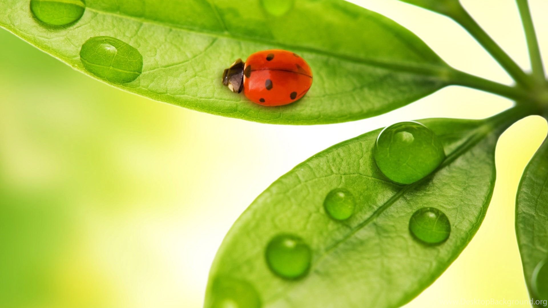 Ladybug Free Wallpapers