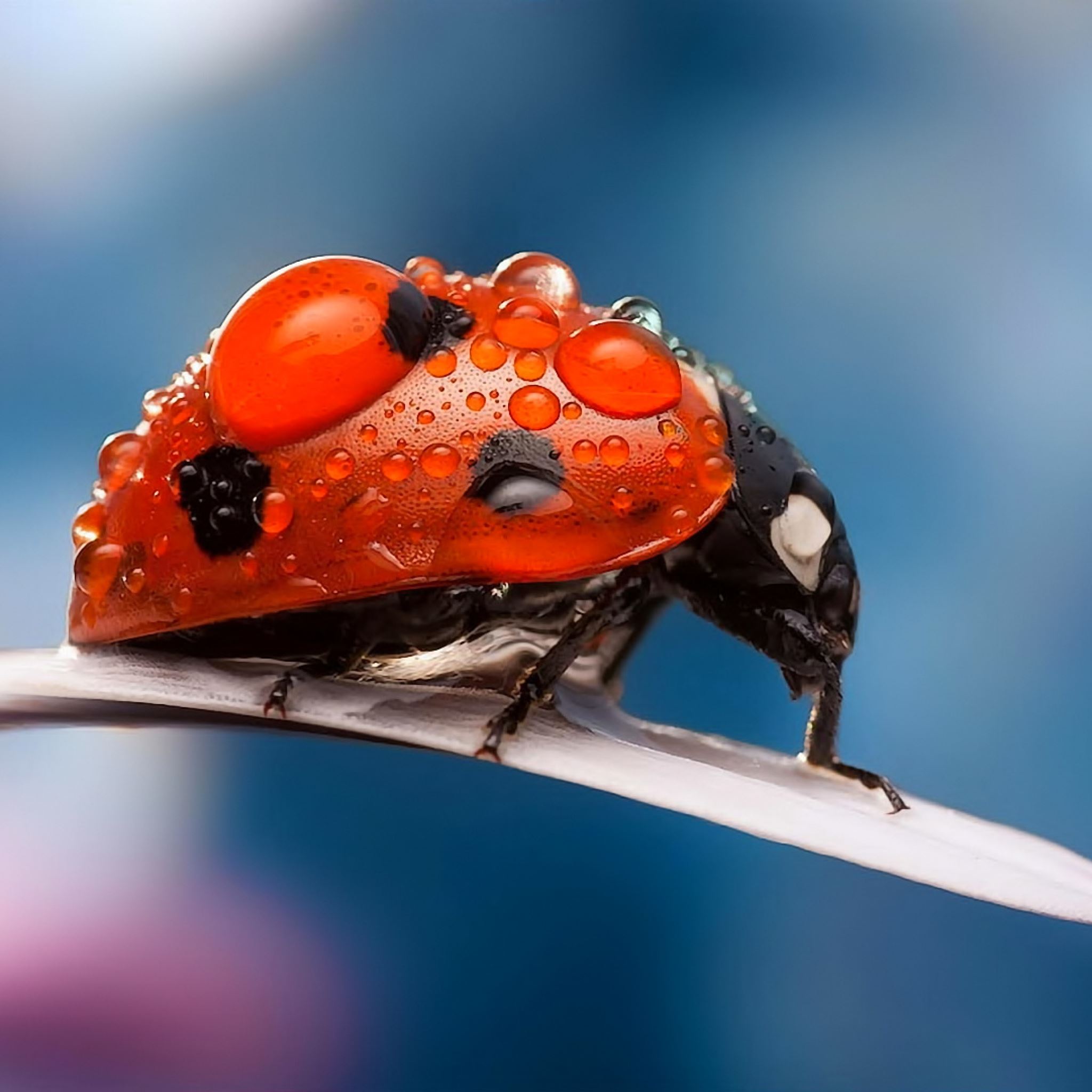 Ladybug Free Wallpapers