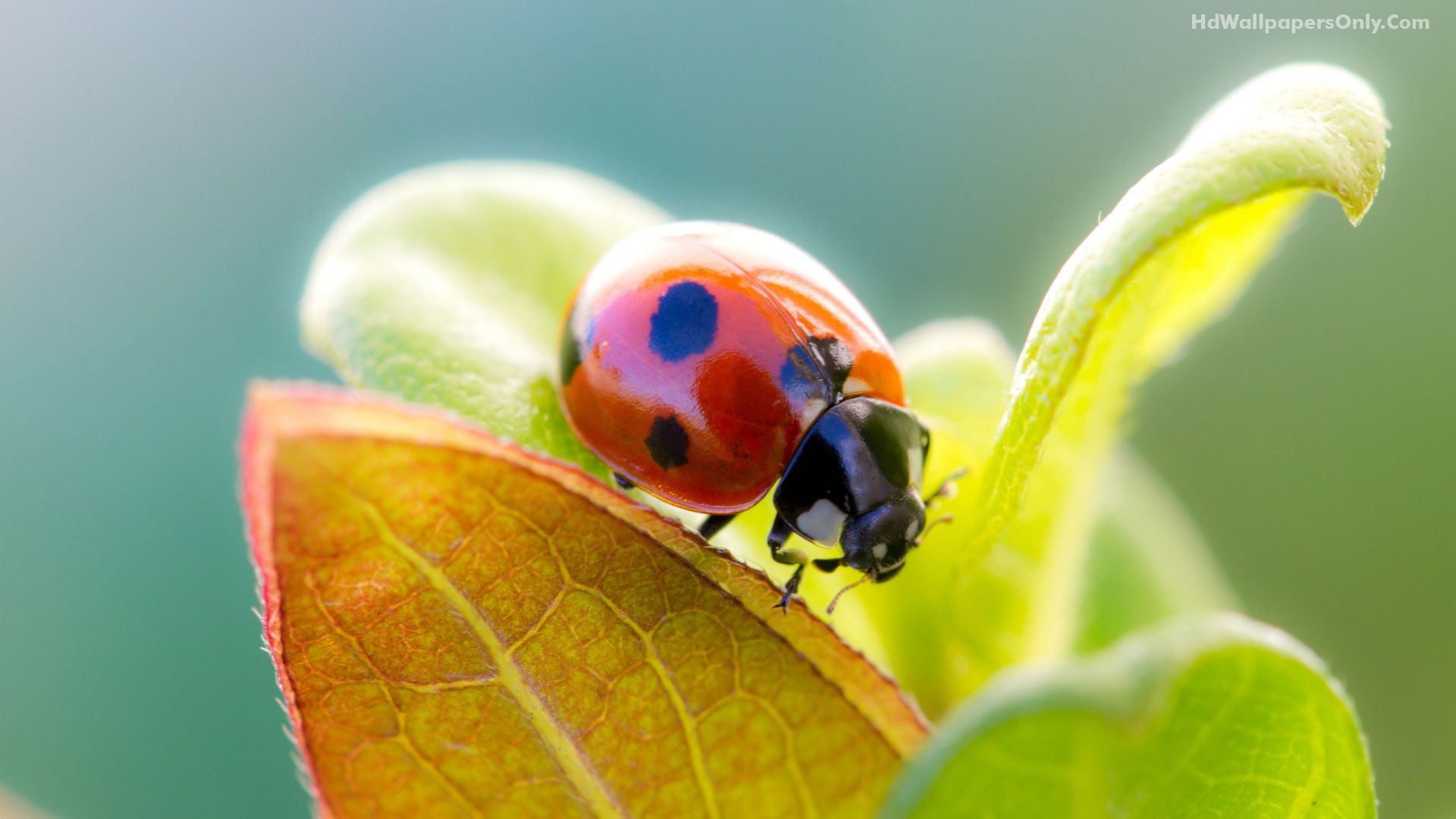 Ladybug Free Wallpapers