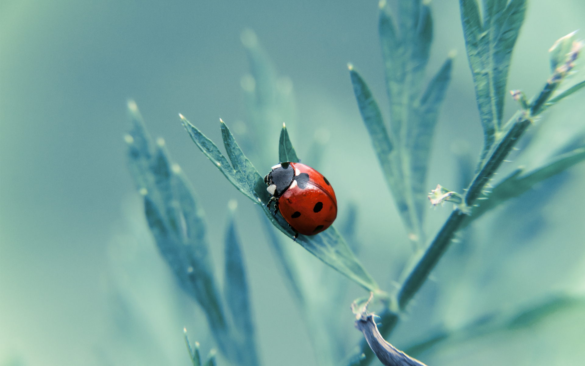 Ladybug Wallpapers