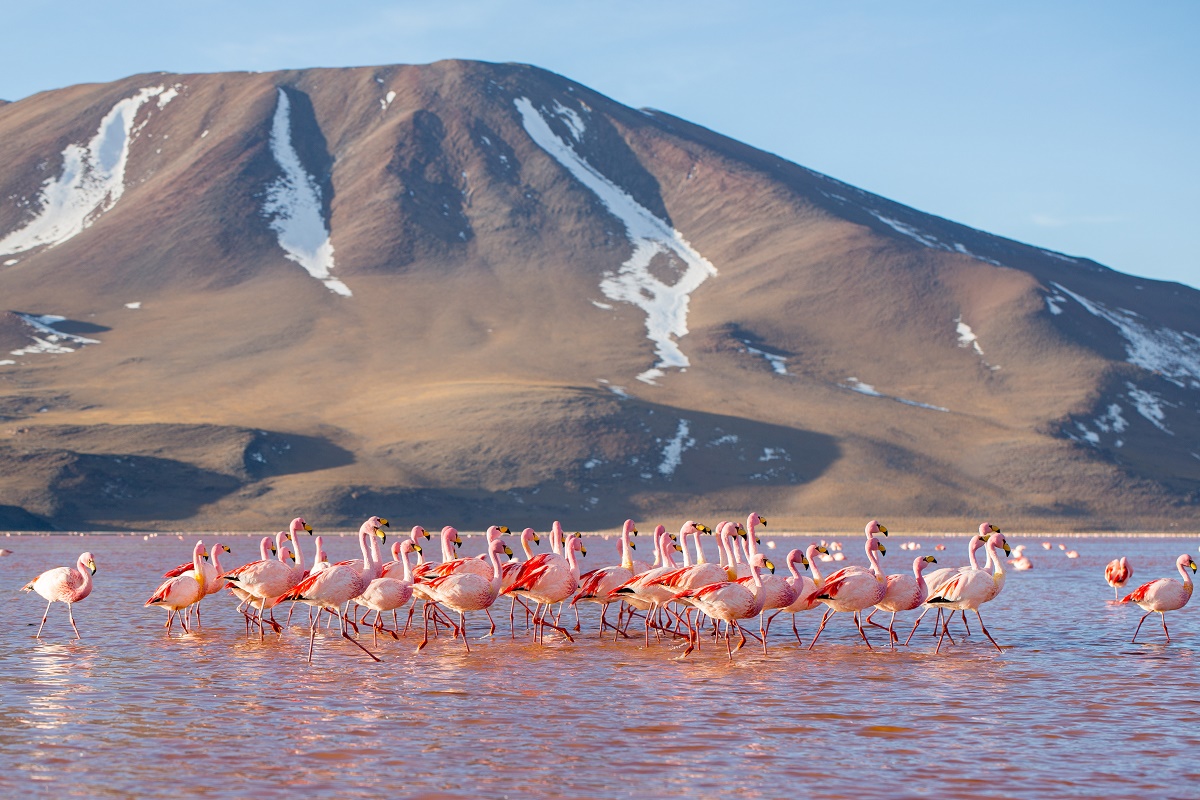 Laguna Colorada Wallpapers