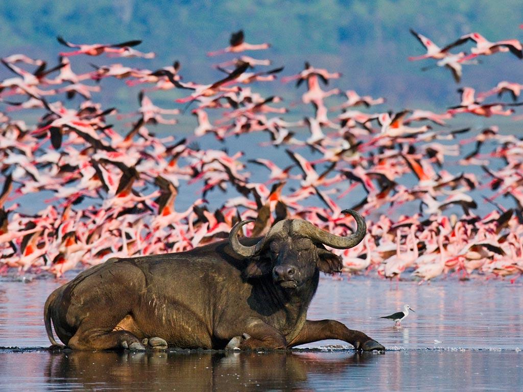 Lake Nakuru Wallpapers