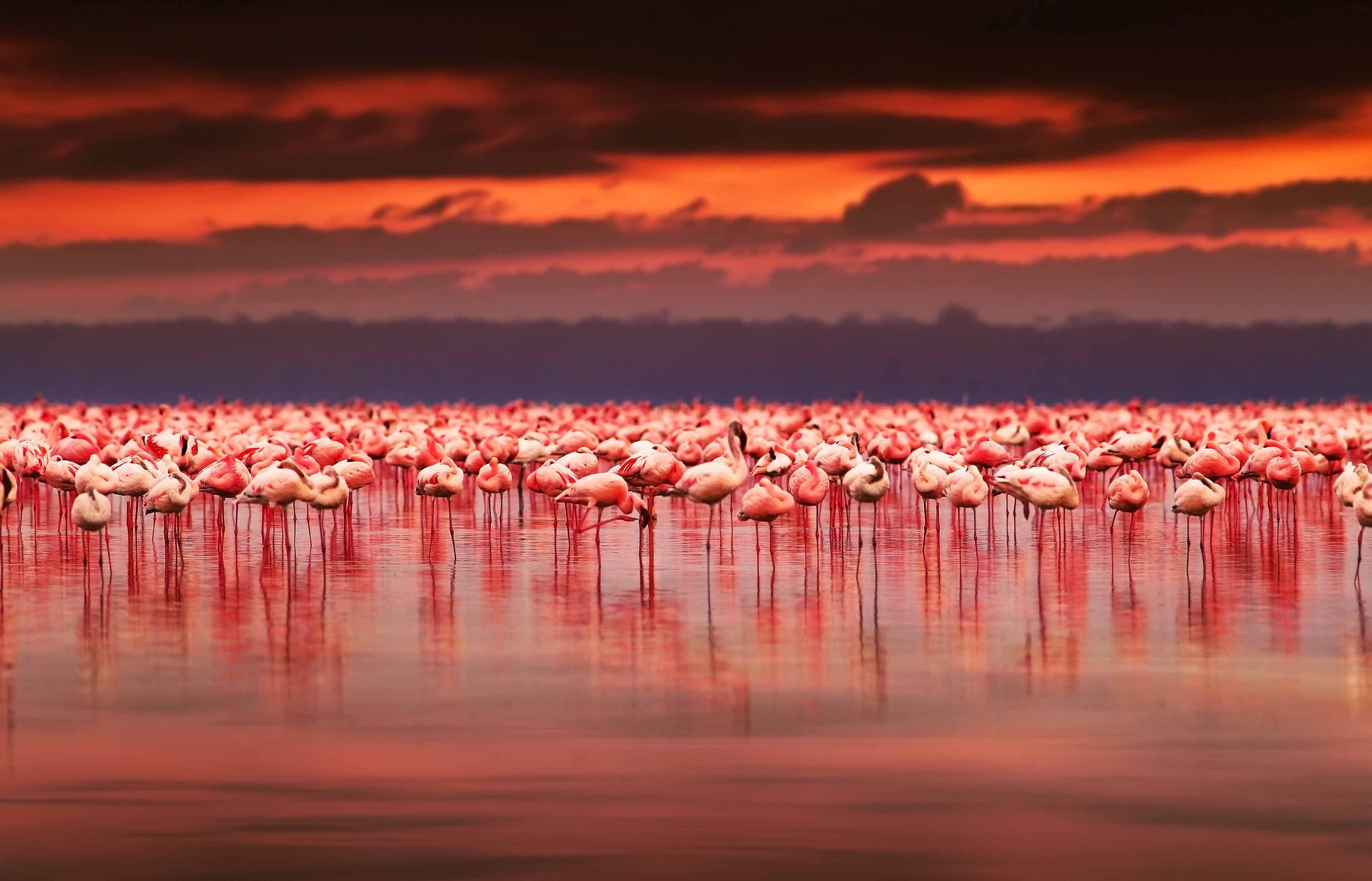 Lake Nakuru Wallpapers